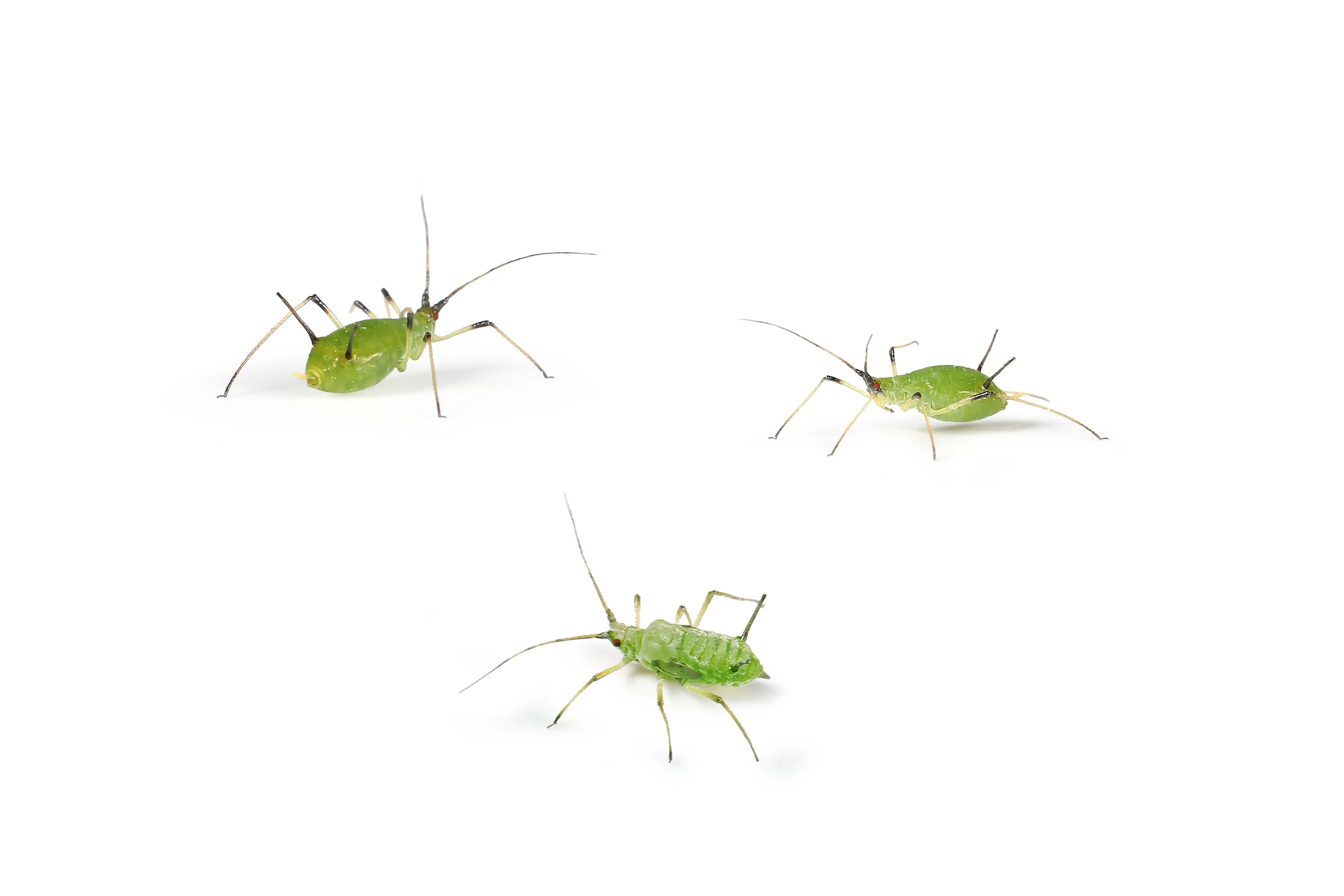 Aphids feeding on a plant leaf