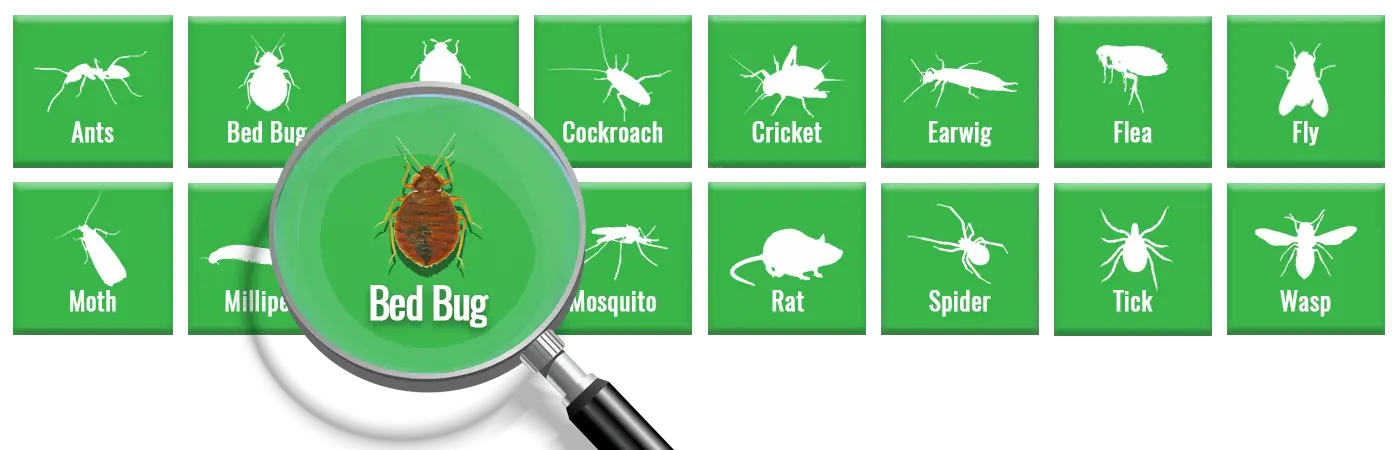What Are Bed Bugs? Facts, Appearance & Prevention Guide