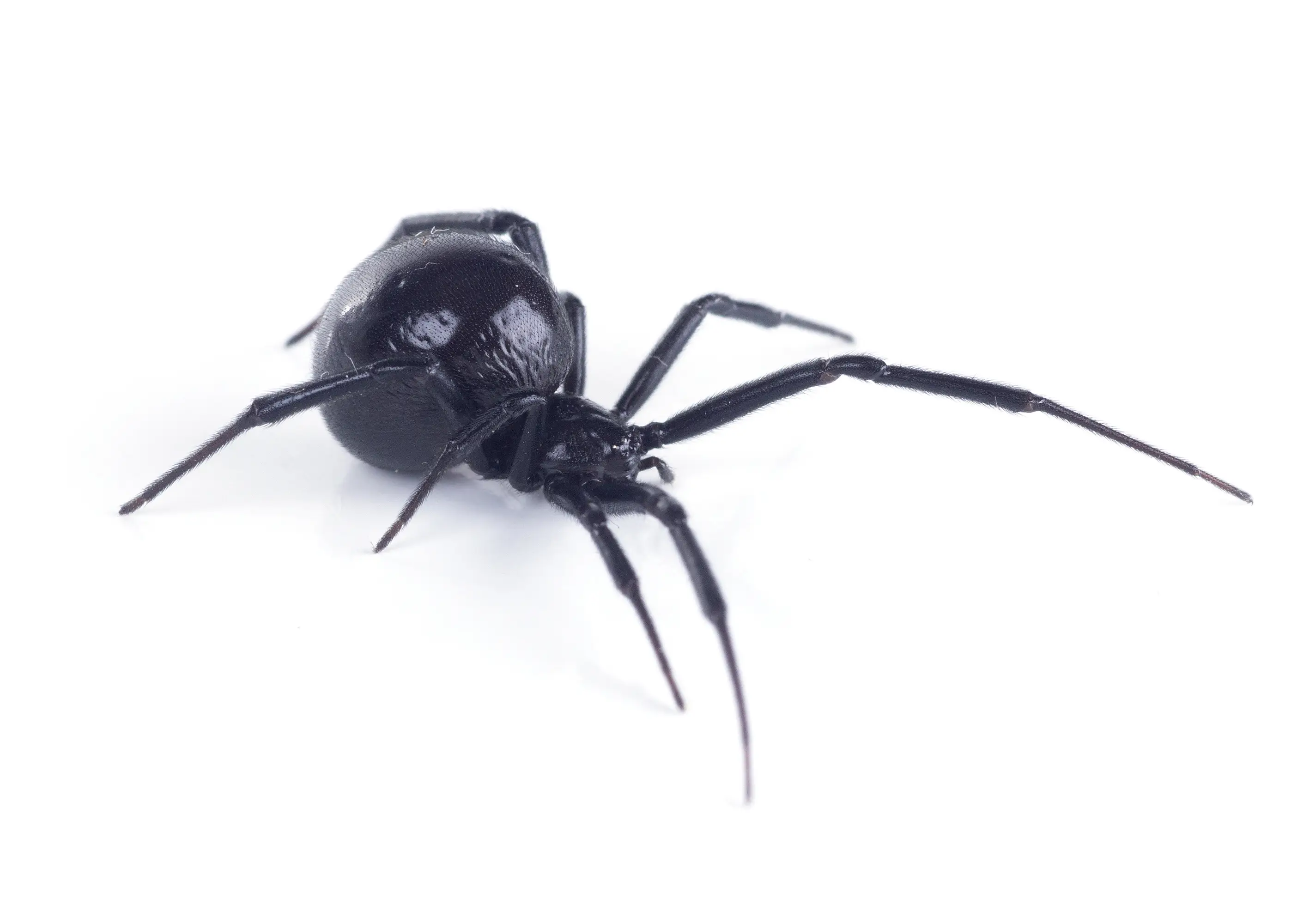 What are Black Widow Spiders? Identification, Habitat & Bites