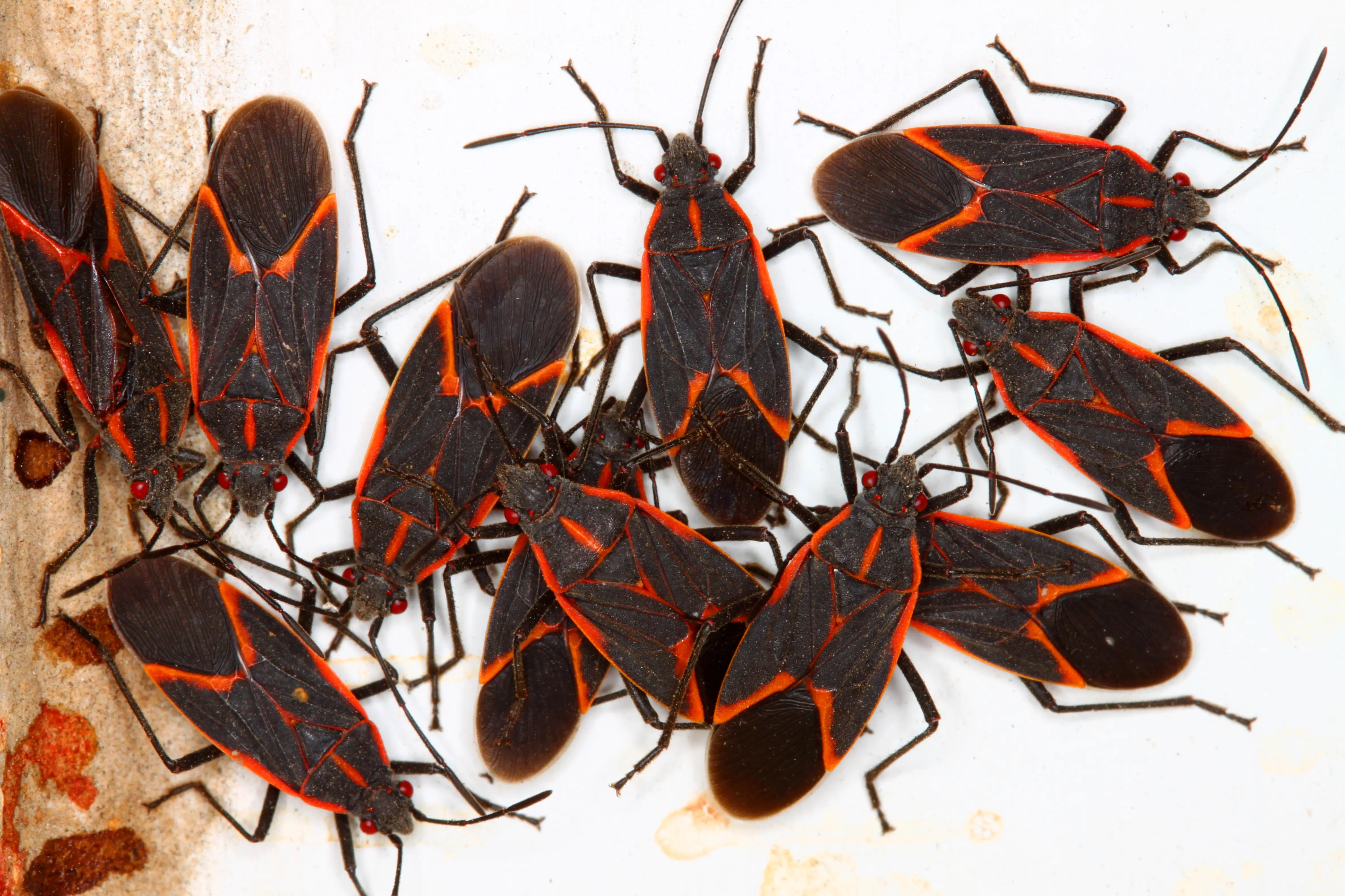 What Are Boxelder Bugs? Identification, Behavior & Prevention
