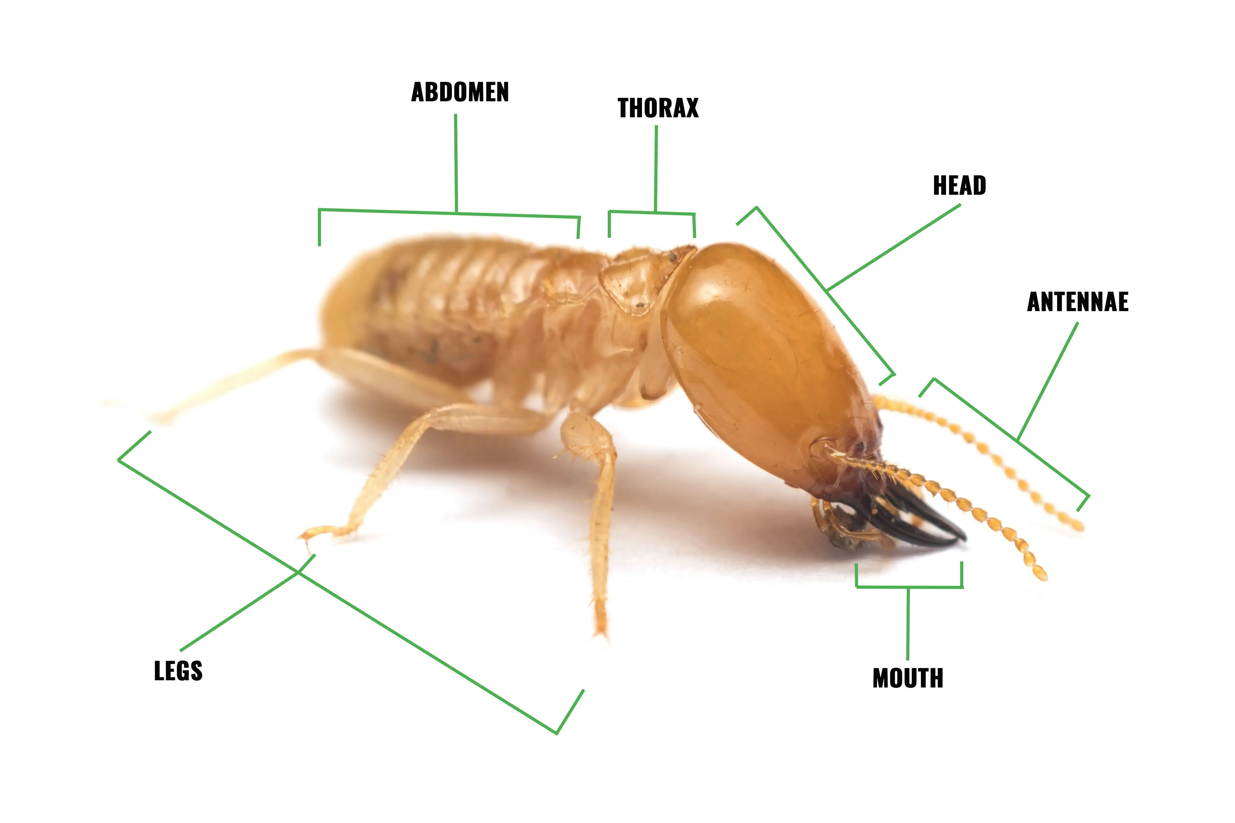 What Are Termites? Facts, Signs, Damage, and Control