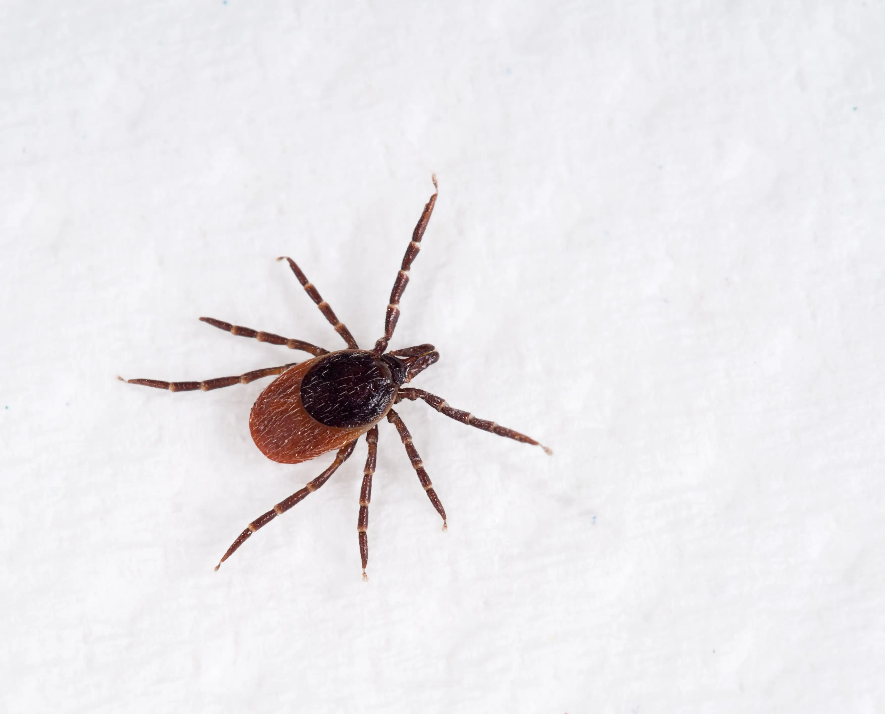 What Are Ticks? Complete Guide to Identification, Bites & Prevention