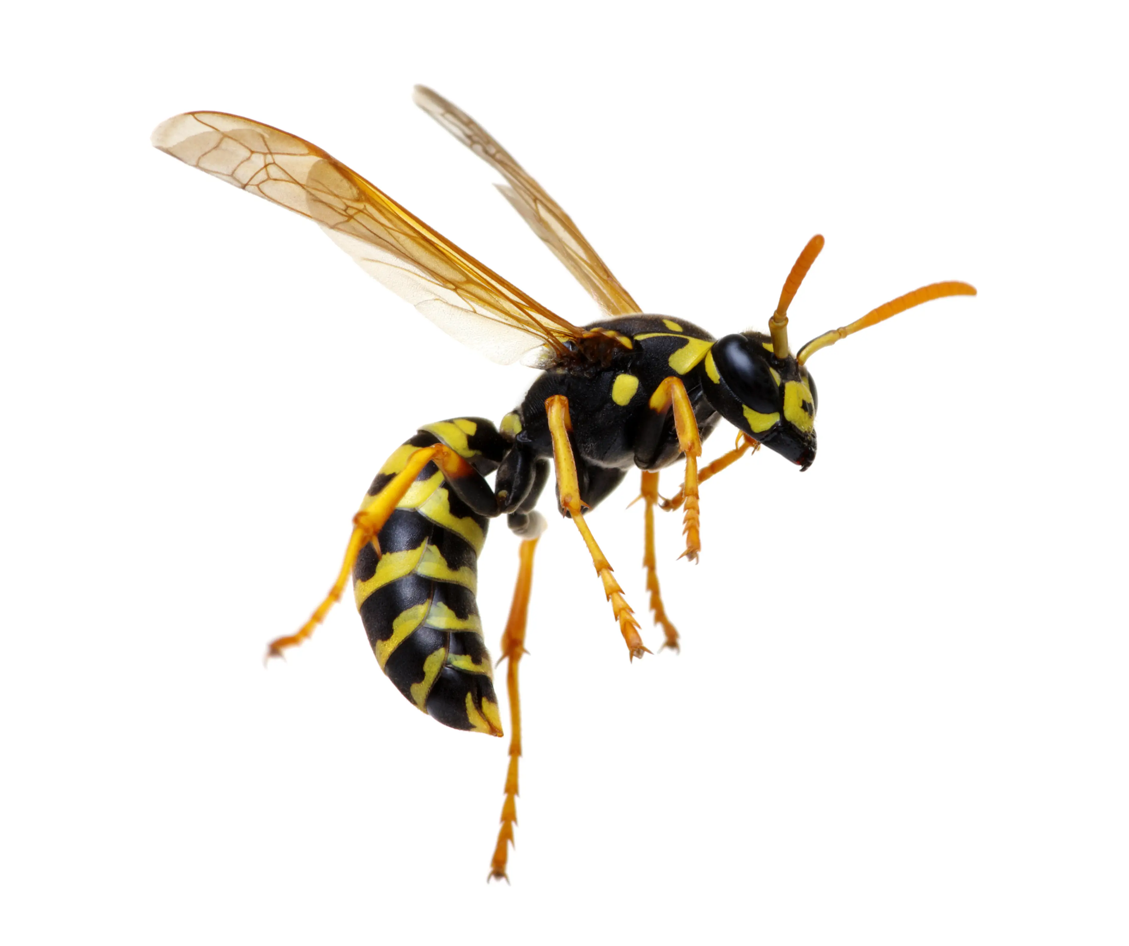 What Are Wasps? Appearance, Lifespan, Diet & Behavior