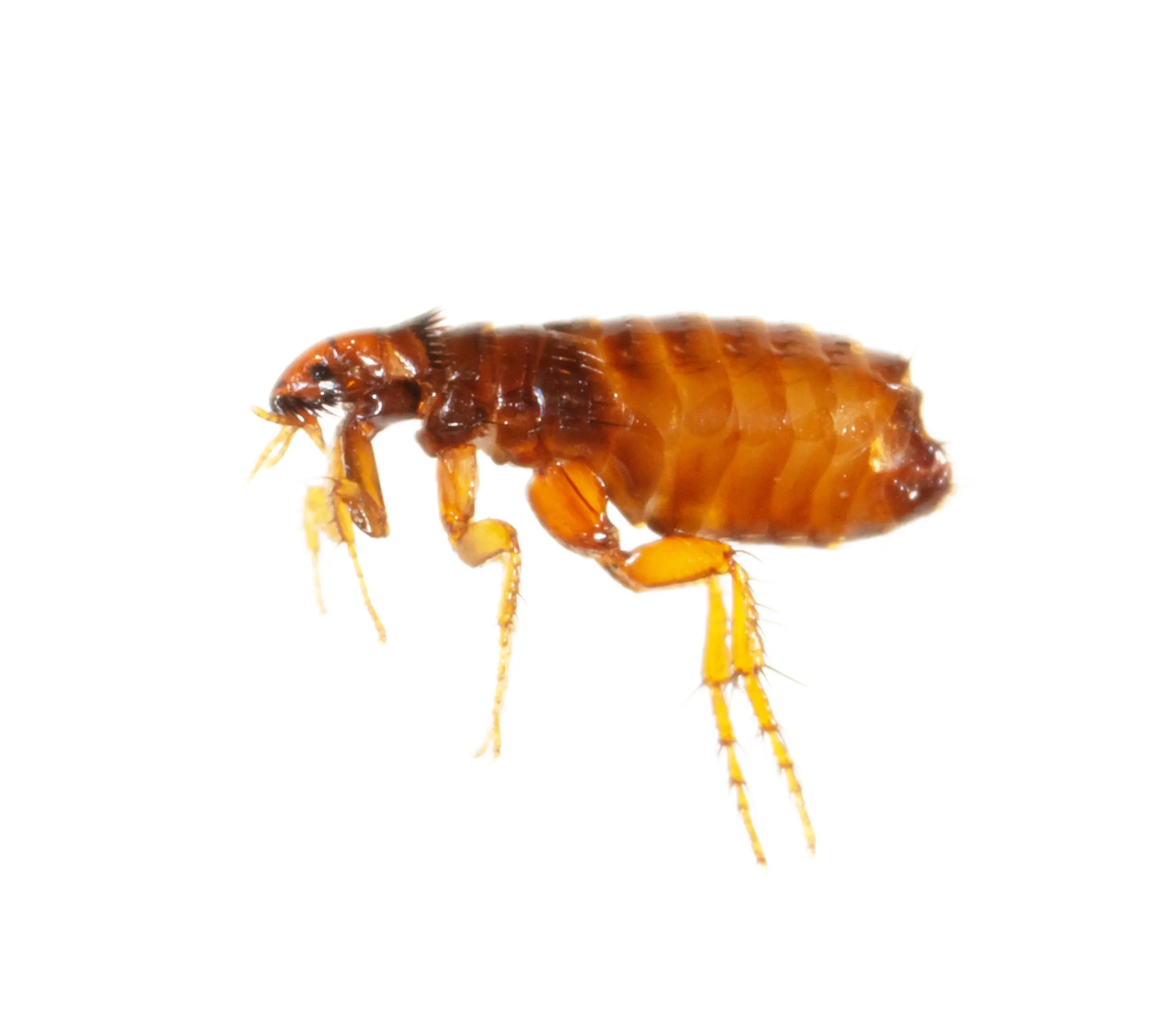 Flea attracted to light and heat sources