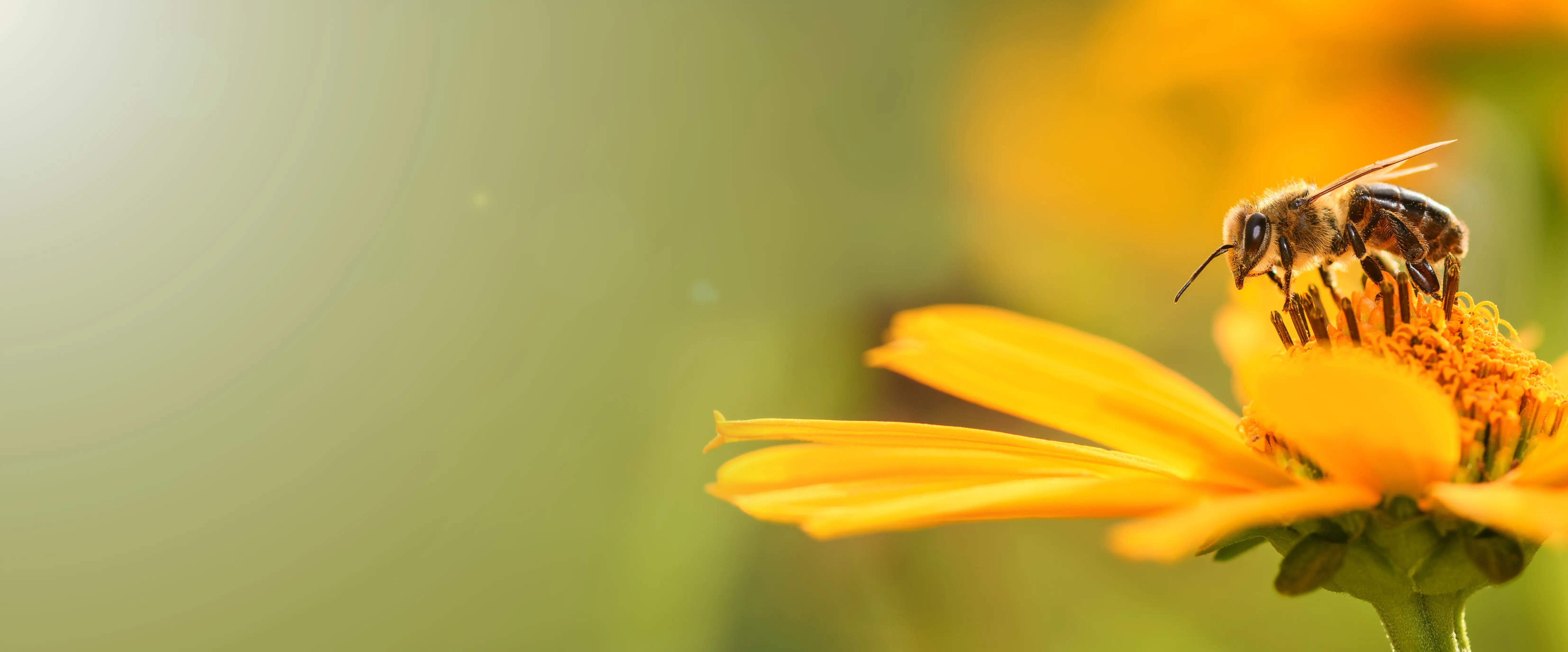 When Are Bees Most Active? Daily & Seasonal Bee Activity