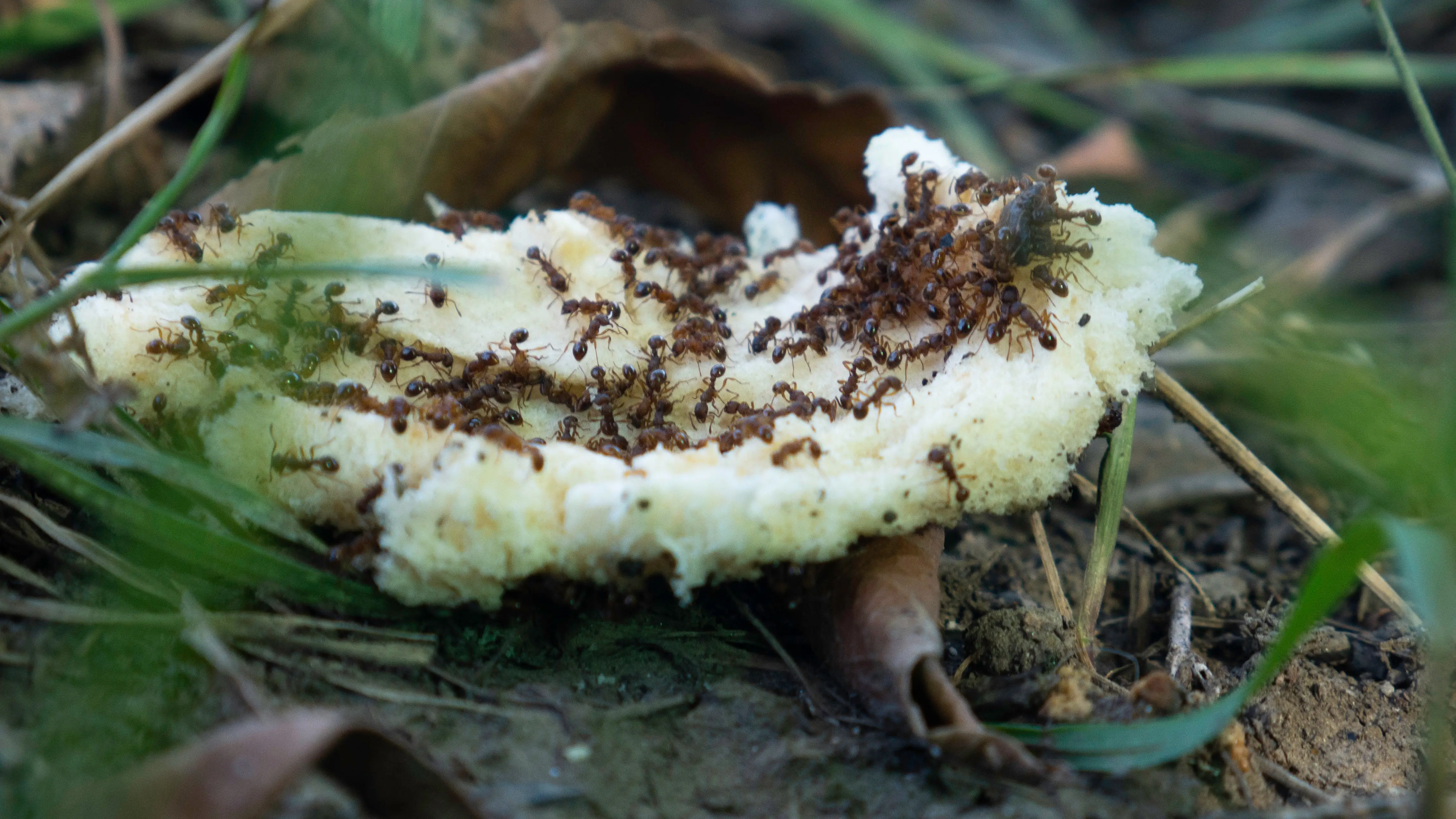 When is Ant Season? Complete Guide to Ant Activity Patterns