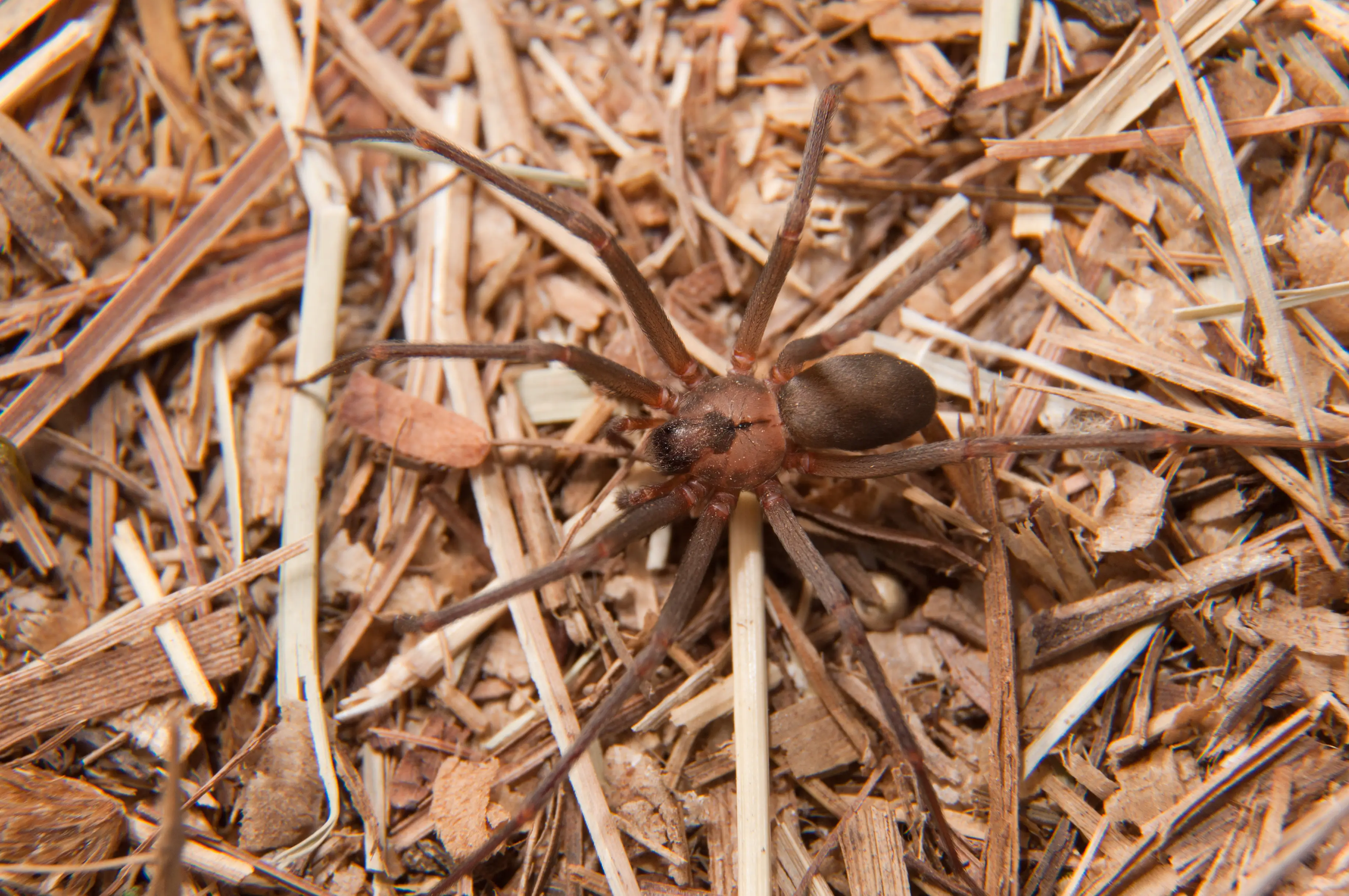 Where Do Brown Recluse Spiders Live?