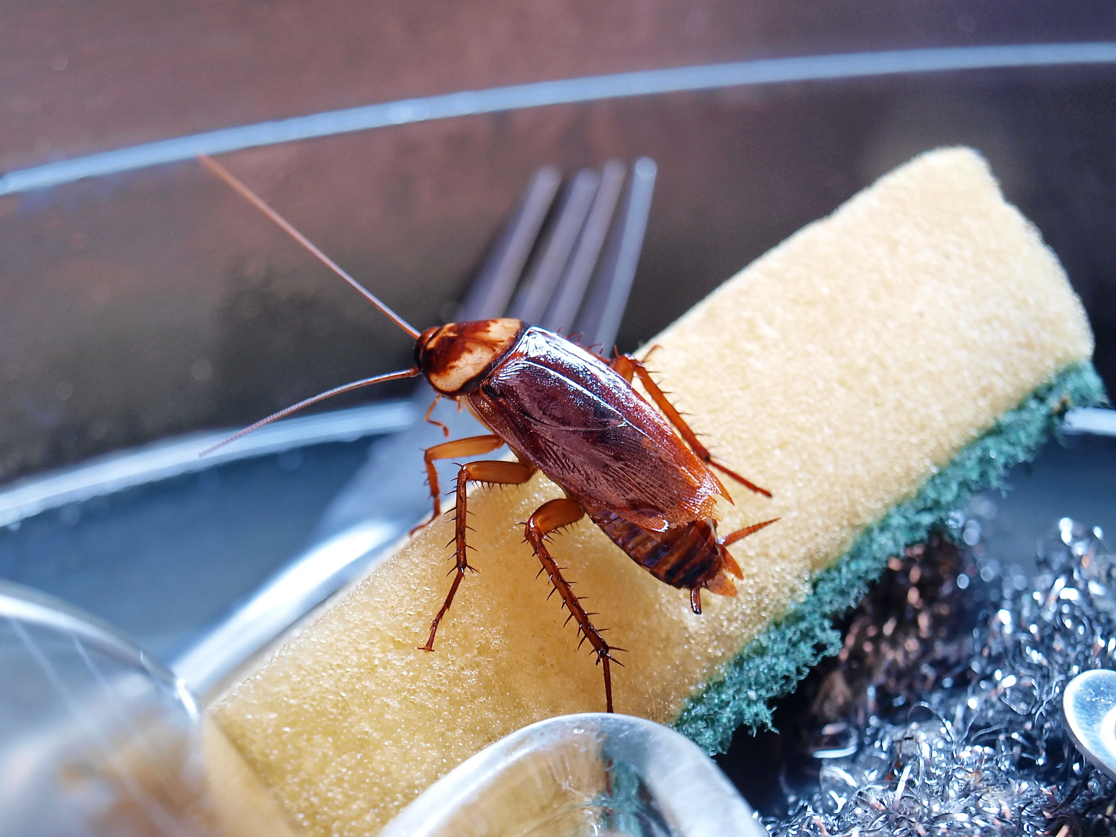 Where Do Cockroaches Live? Indoor & Outdoor Habitats Explained