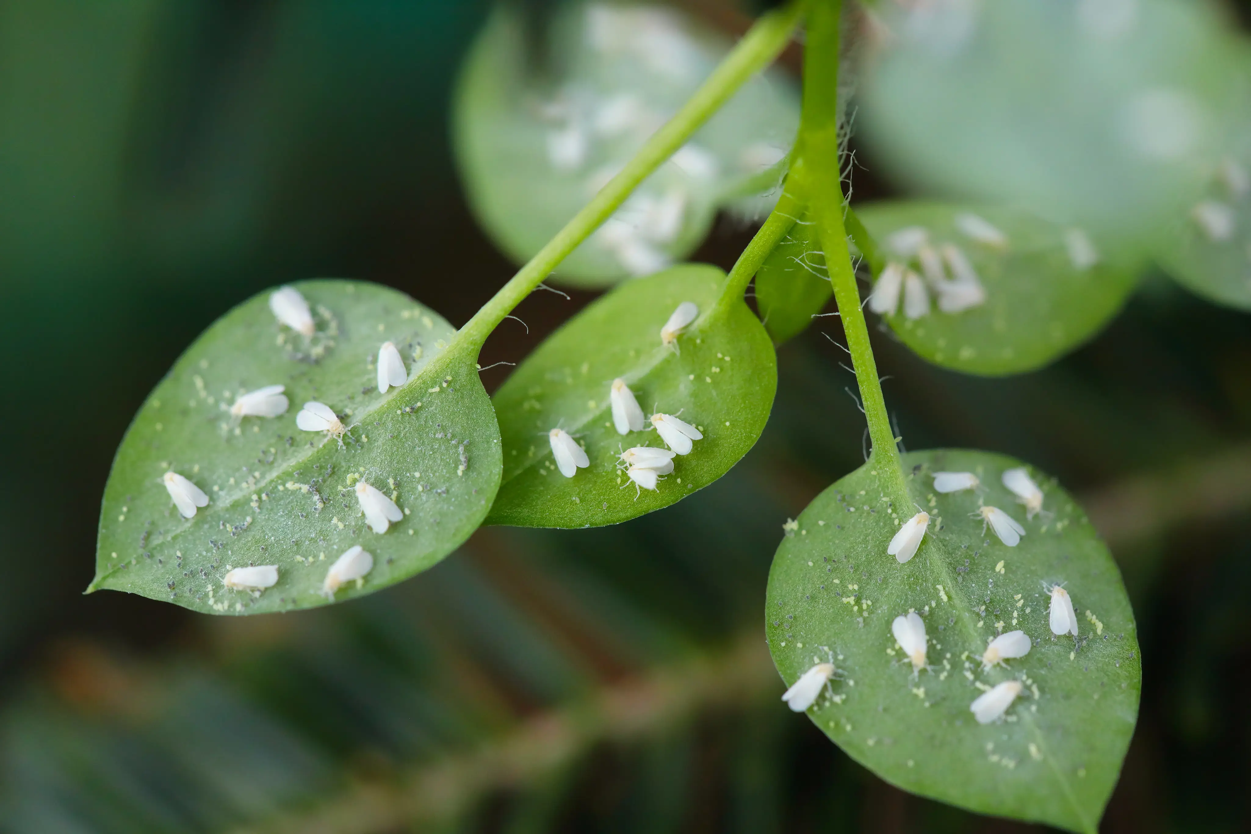 Professional whitefly control technician inspecting and treating garden plants for whitefly infestation