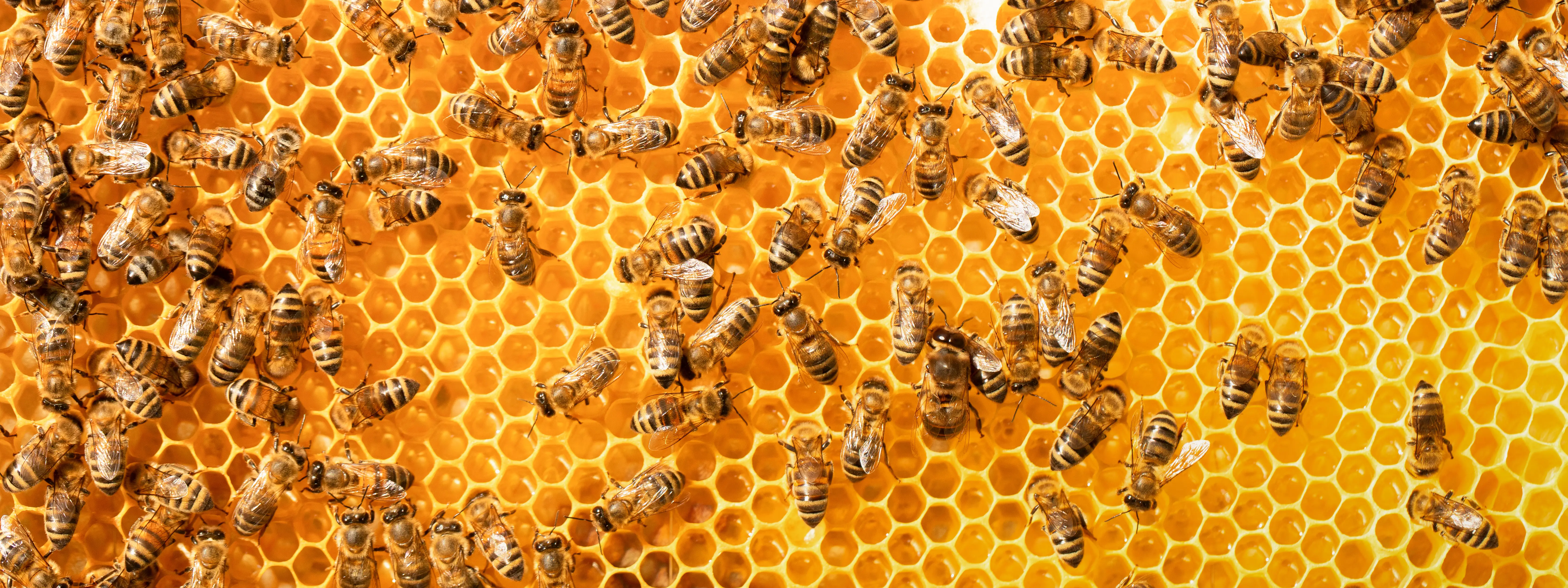 Why Do Bees Sting People if it Kills Them? | Complete Guide