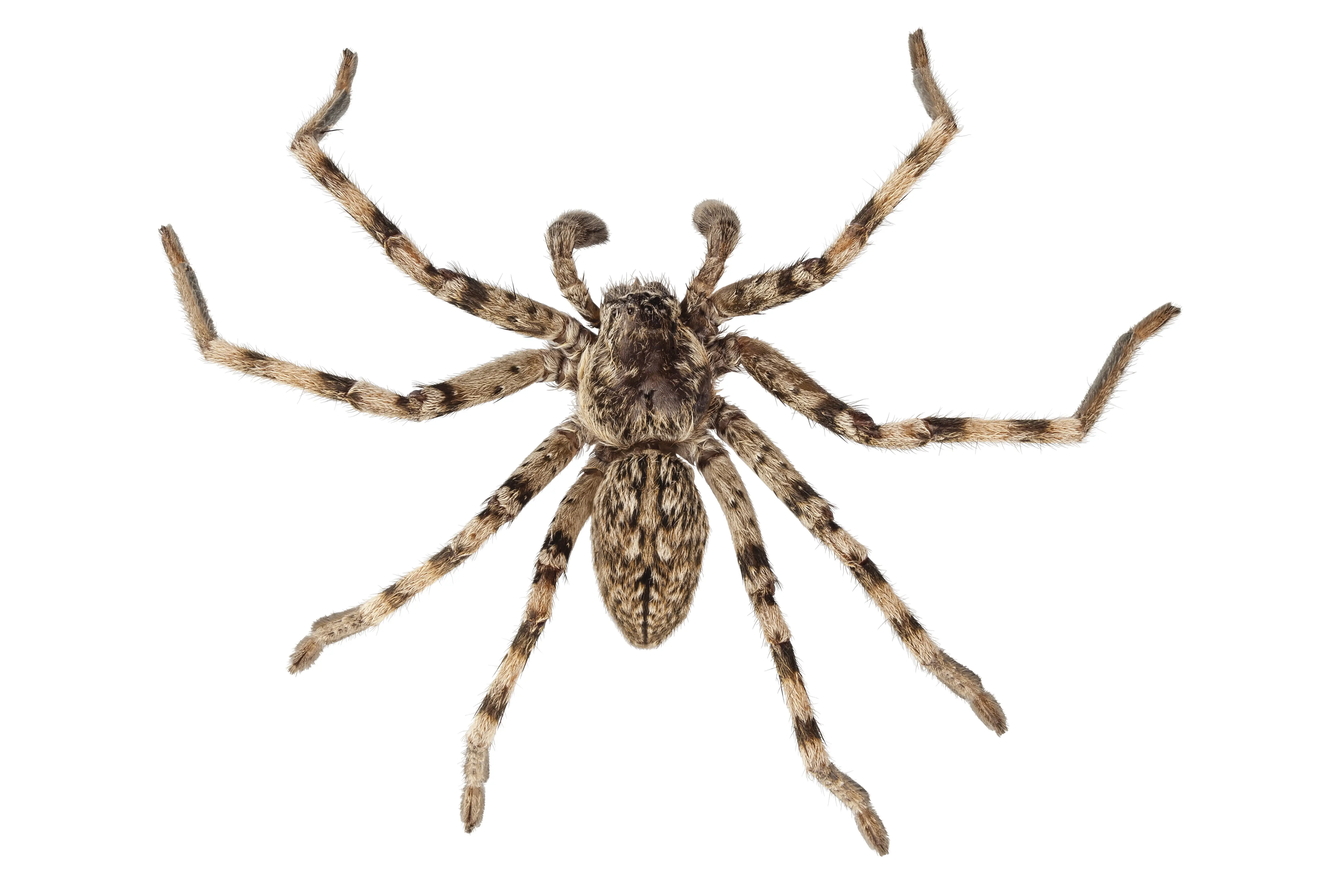 Are Wolf Spiders Poisonous? Bites, Symptoms & Treatment