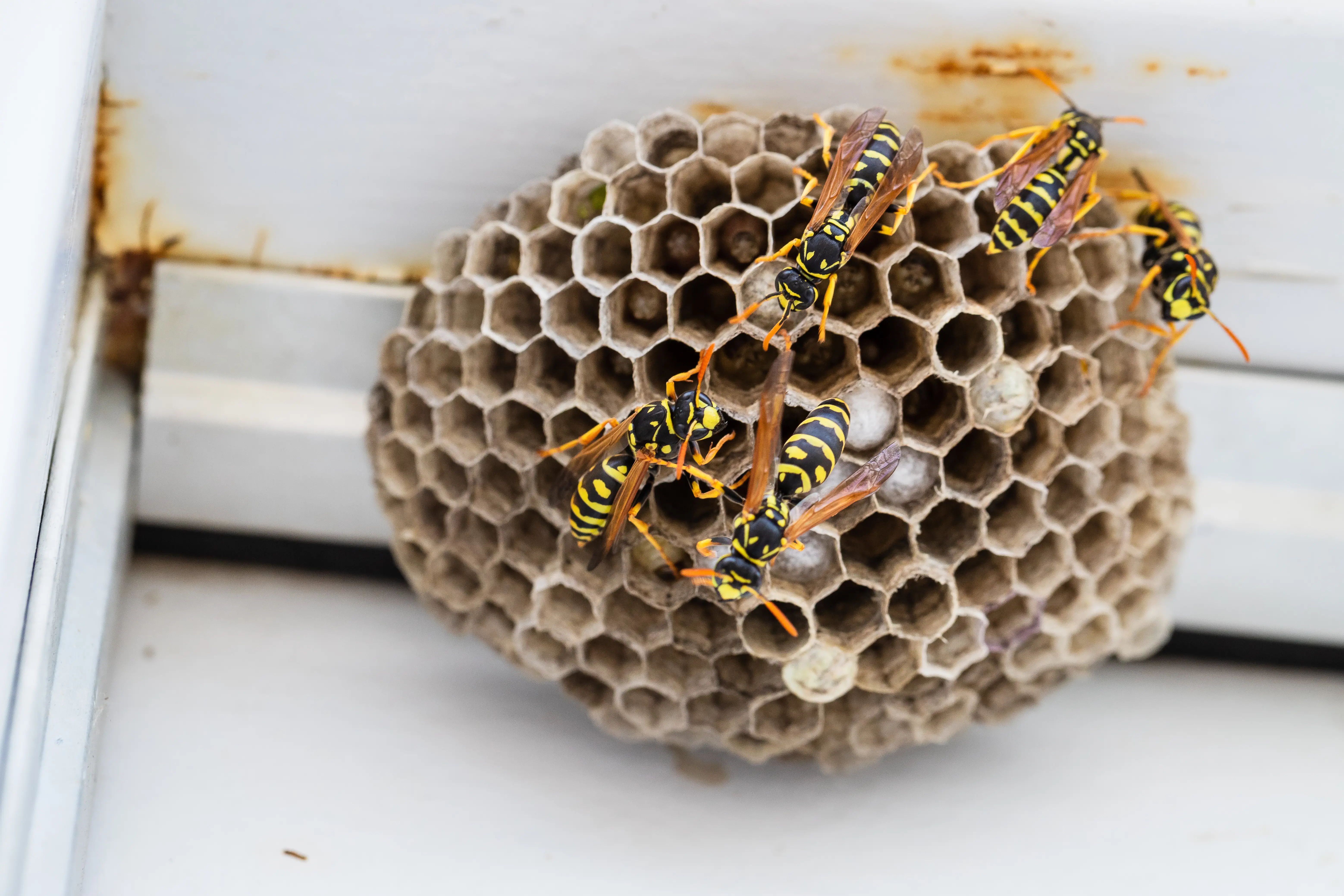 Professional yellow jacket control technician in protective gear treating a yellow jacket nest
