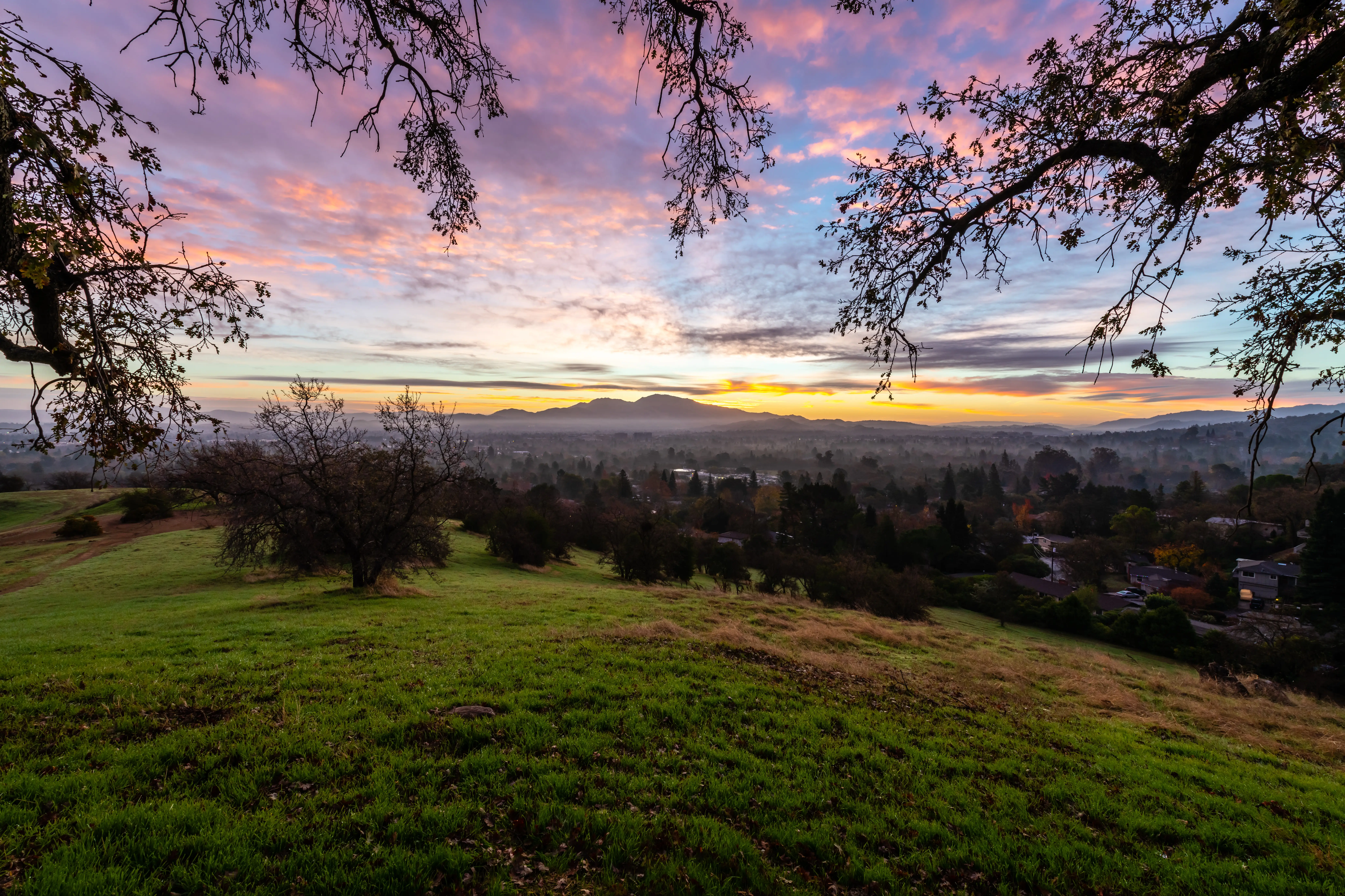 Pest control services in Pleasant Hill, CA