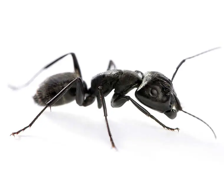 Ant control Ada County Idaho