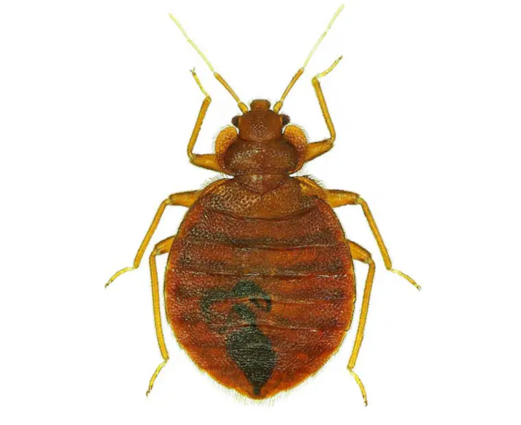 Bed bug treatment Damascus