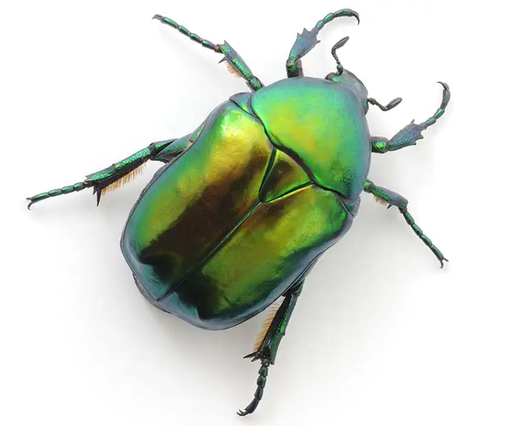 Beetle control Damascus