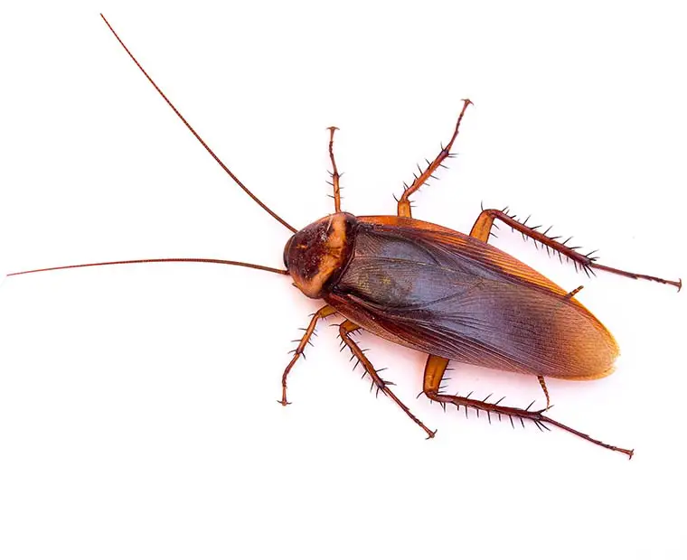 Cockroach control Ada County Idaho