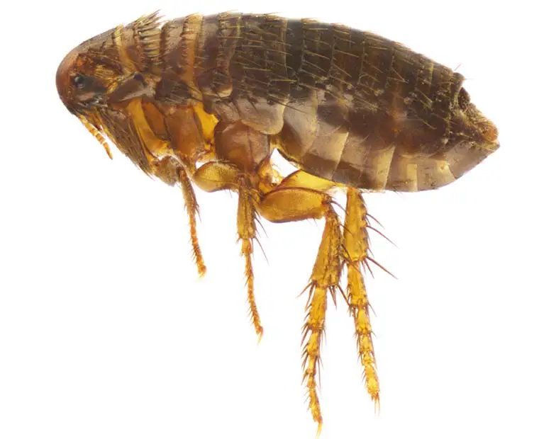Flea treatment Ada County Idaho