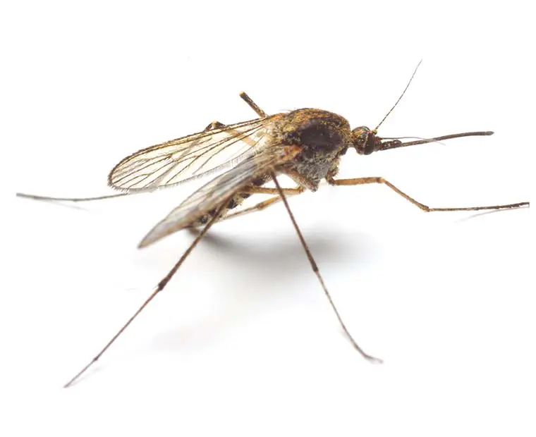 Mosquito control Ada County Idaho