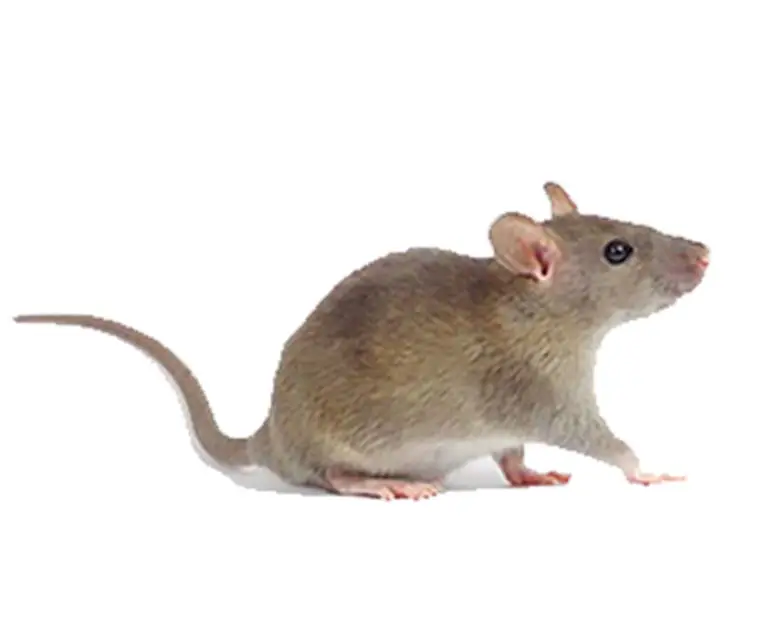 Rodent control Damascus