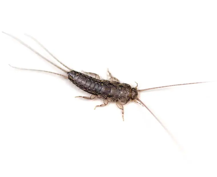 Silverfish control Ada County Idaho