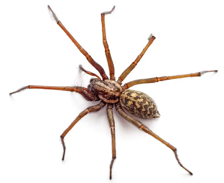 Spider removal Ada County Idaho