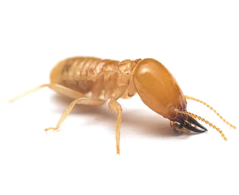 Termite treatment Marion County Indiana