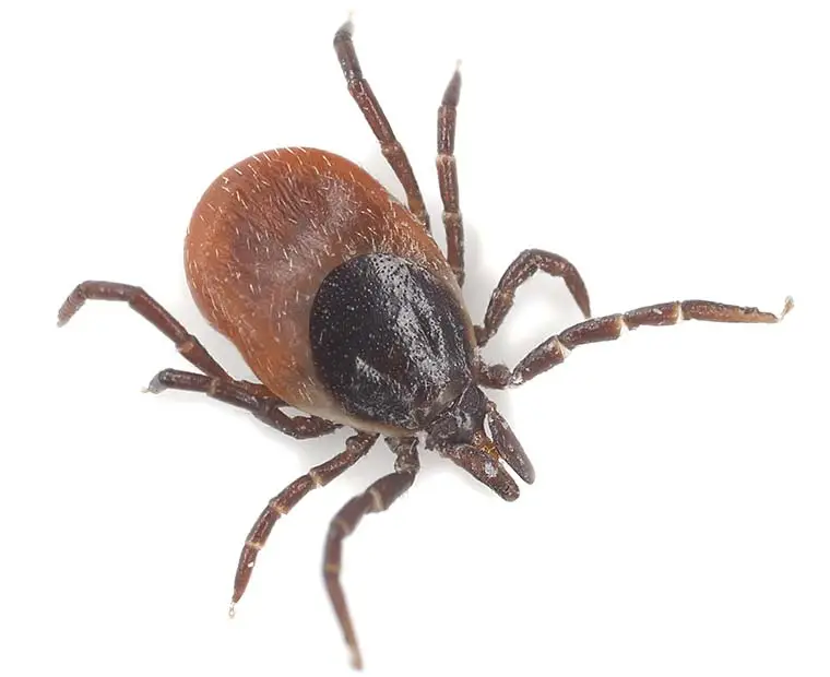 Tick control Ada County Idaho