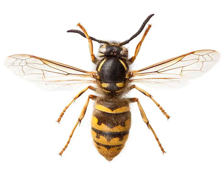 Wasp nest removal Damascus