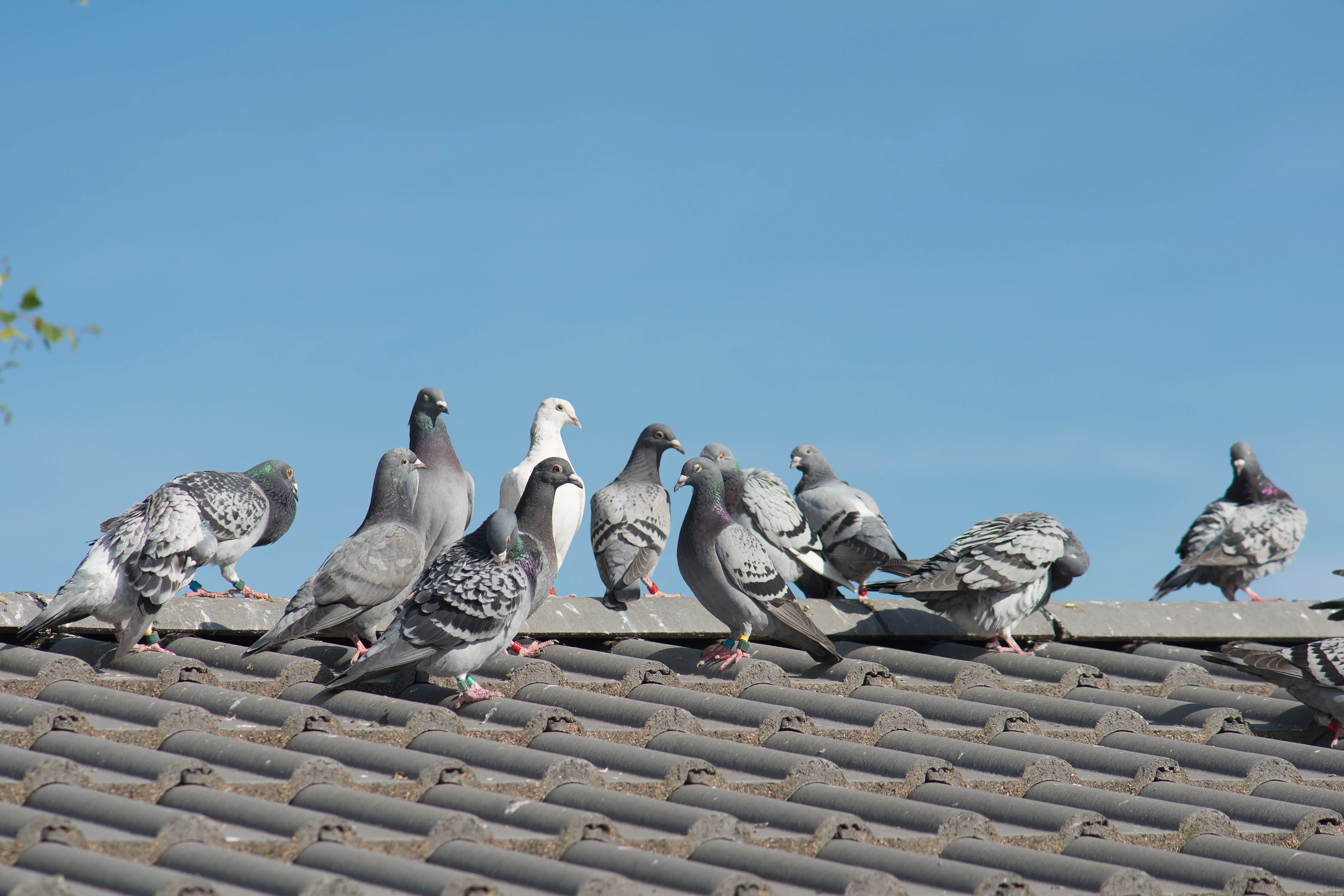 Birds roosting on building roofline