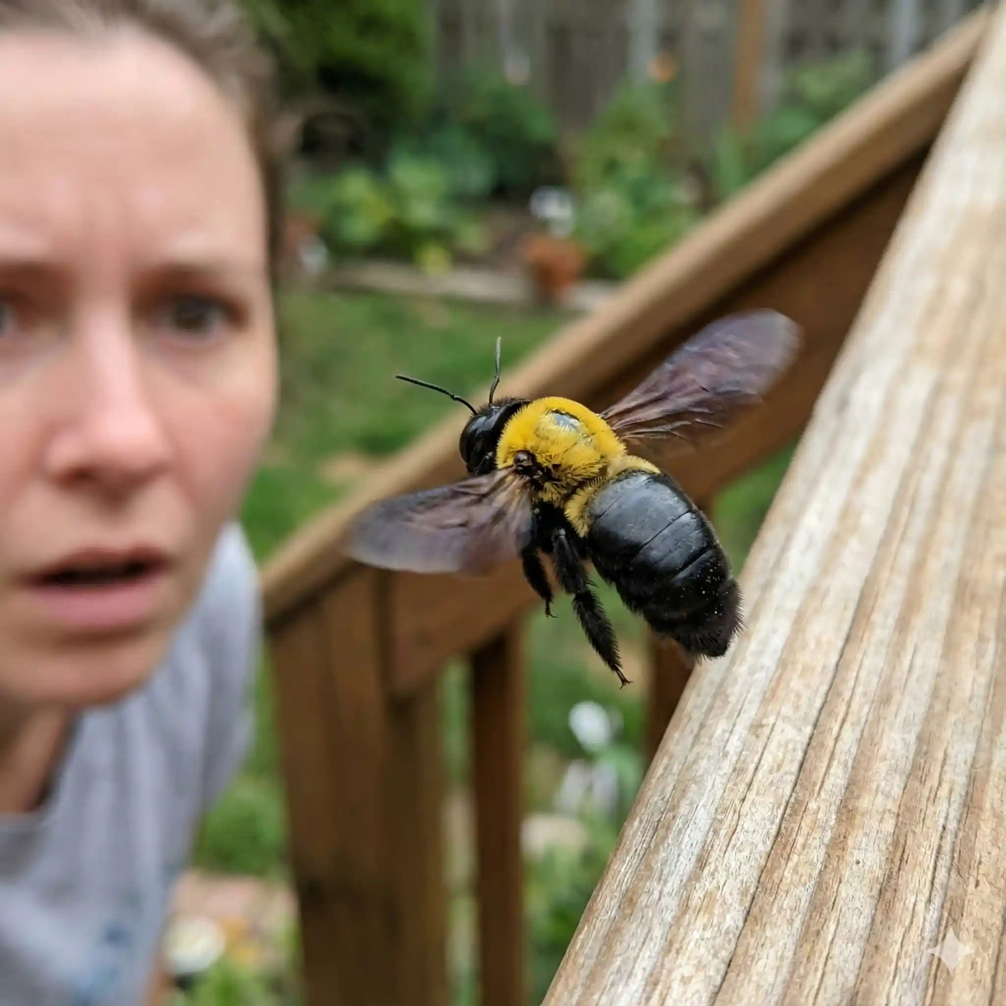 Male carpenter bee hovering aggressively near nest entrance
