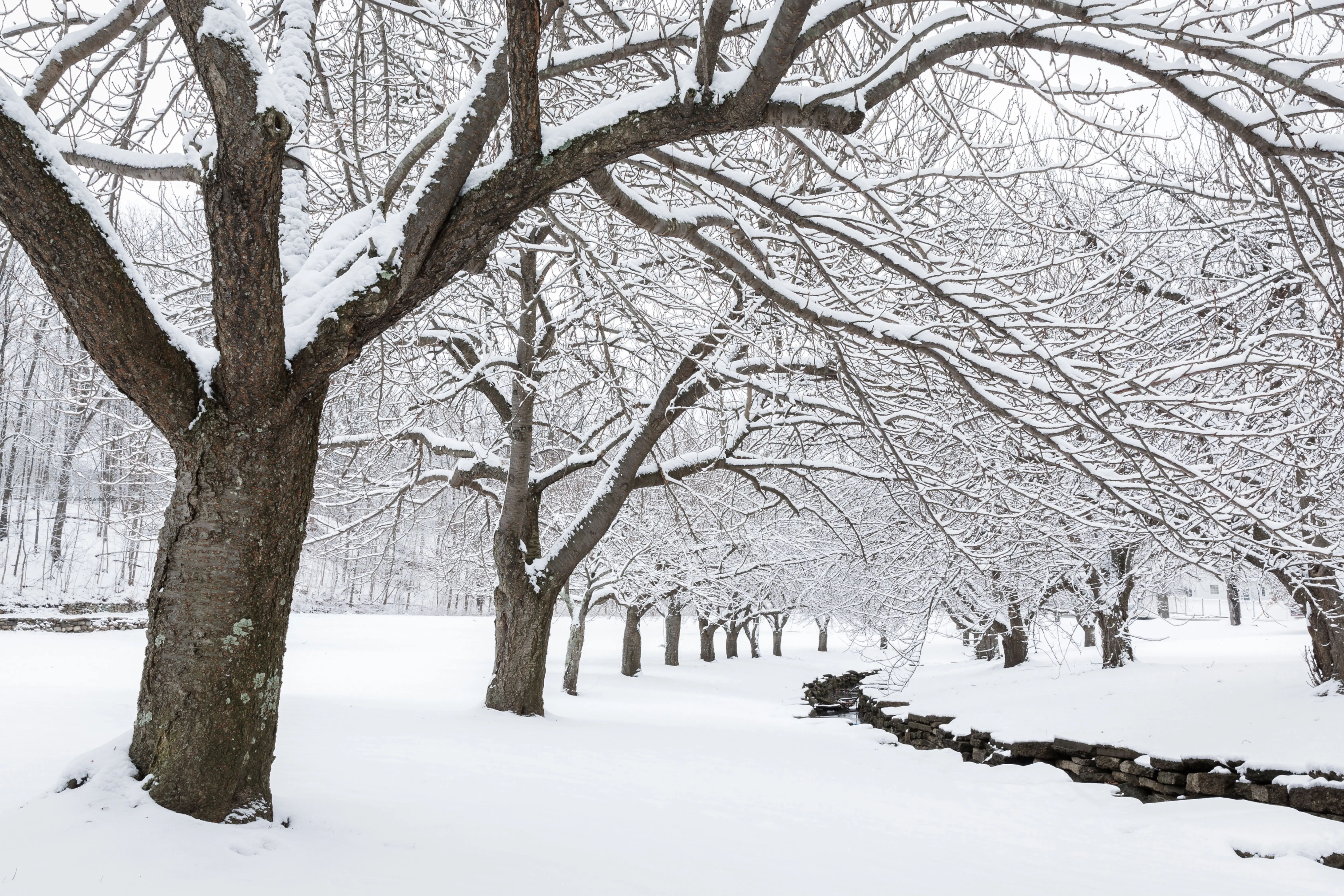 Deer mice seeking shelter from cold weather conditions