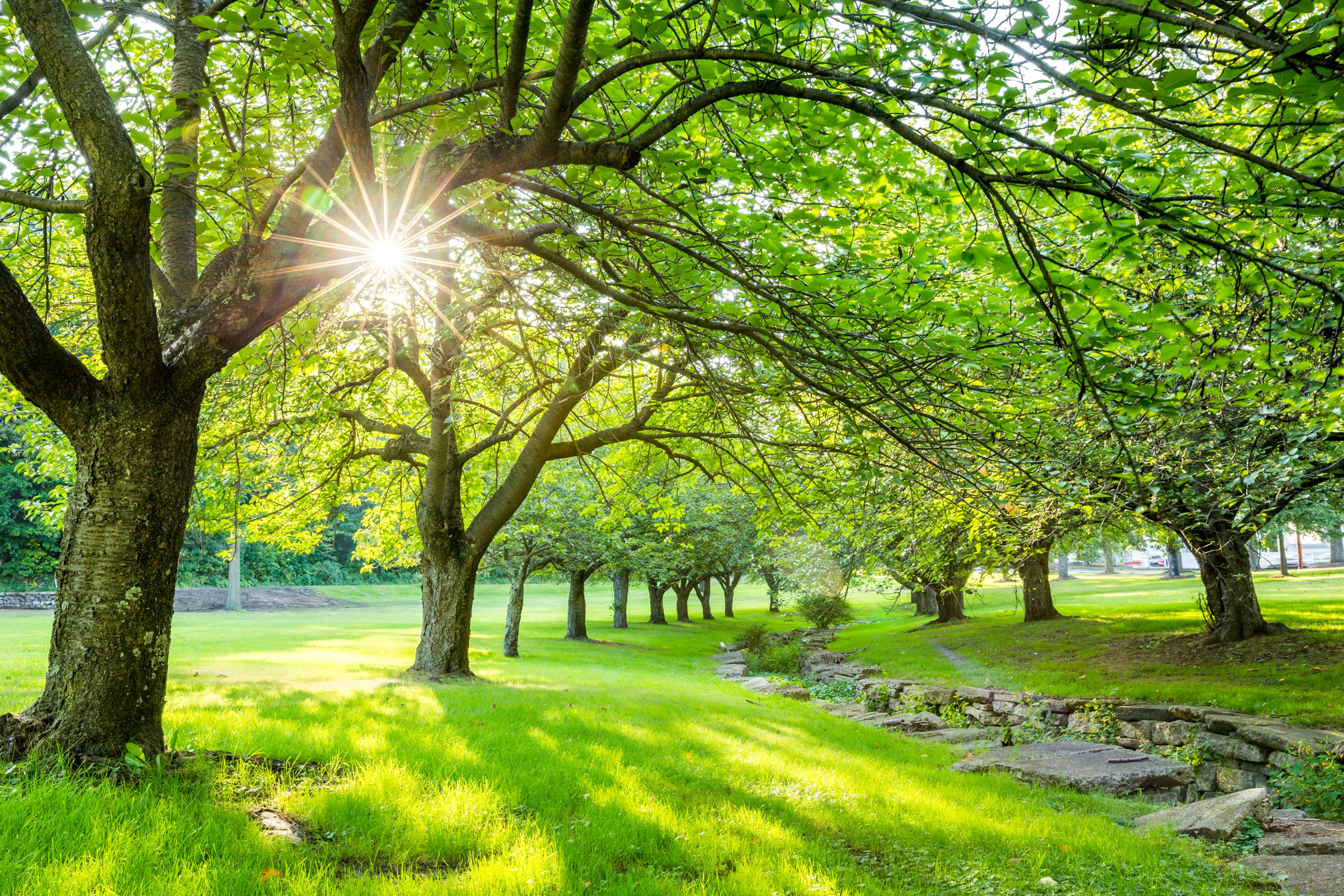 Property adjacent to woodland area with deer mice activity risk