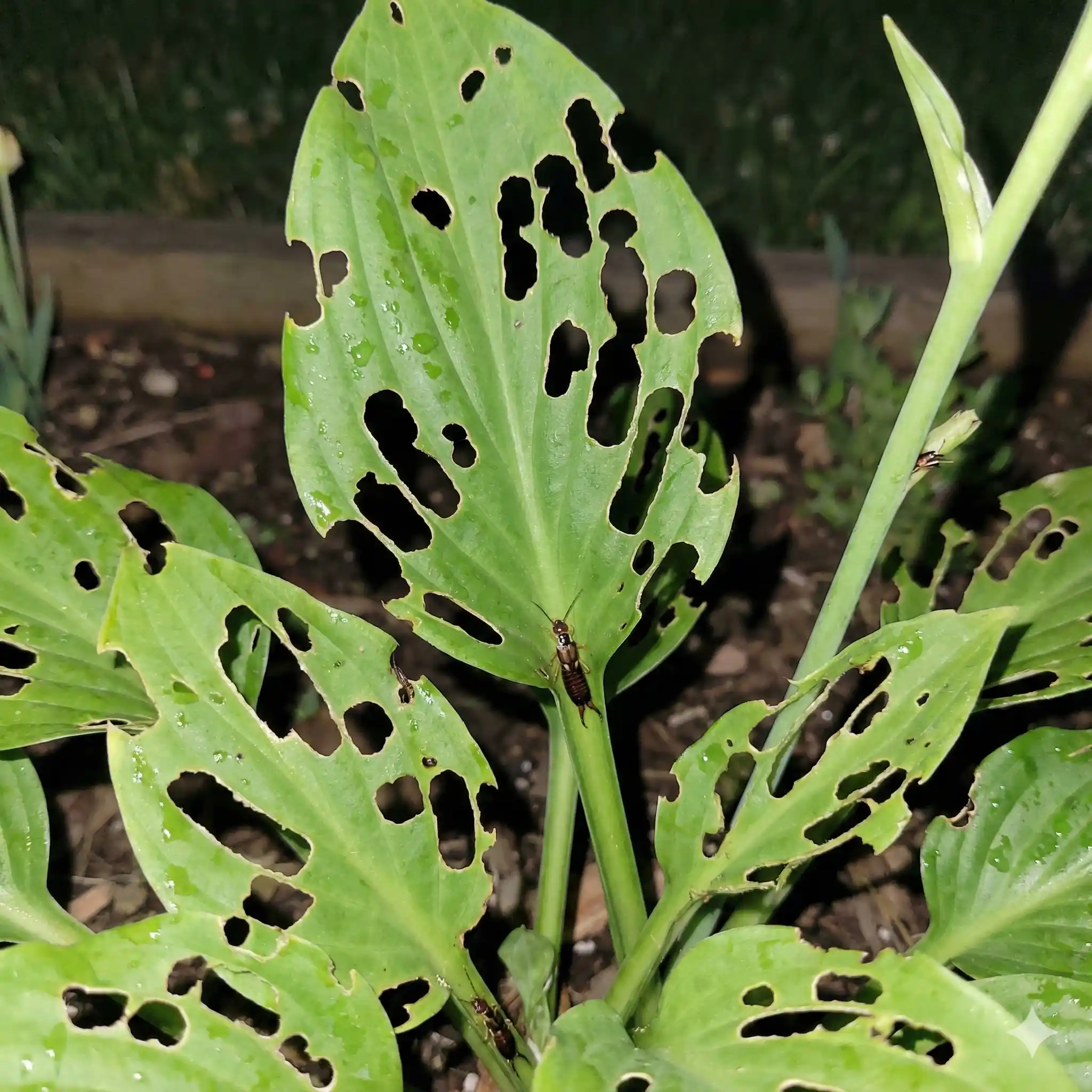 Irregular holes and damage in plant leaves caused by earwig feeding