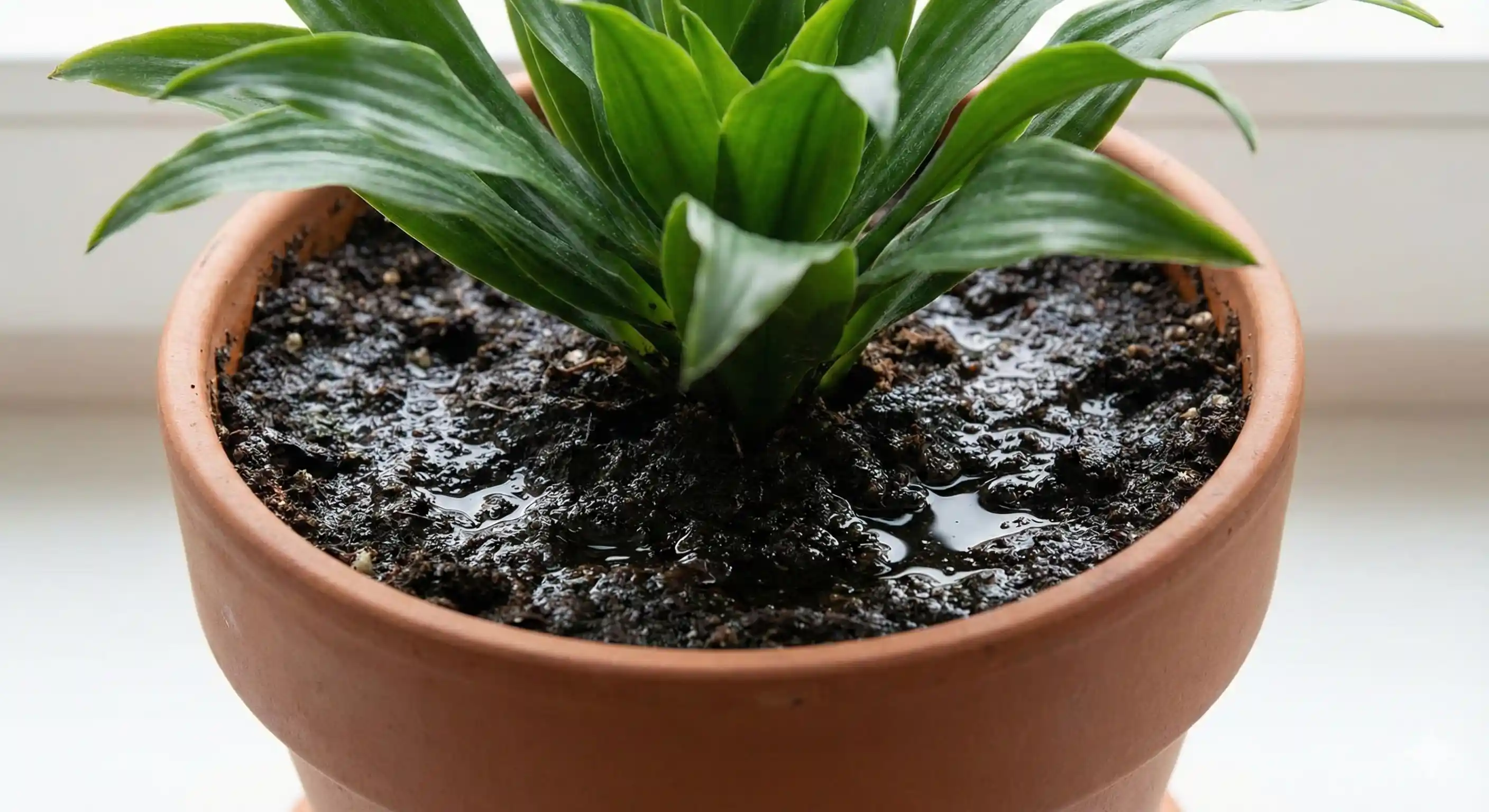 Overwatered houseplant with moist soil providing gnat breeding habitat