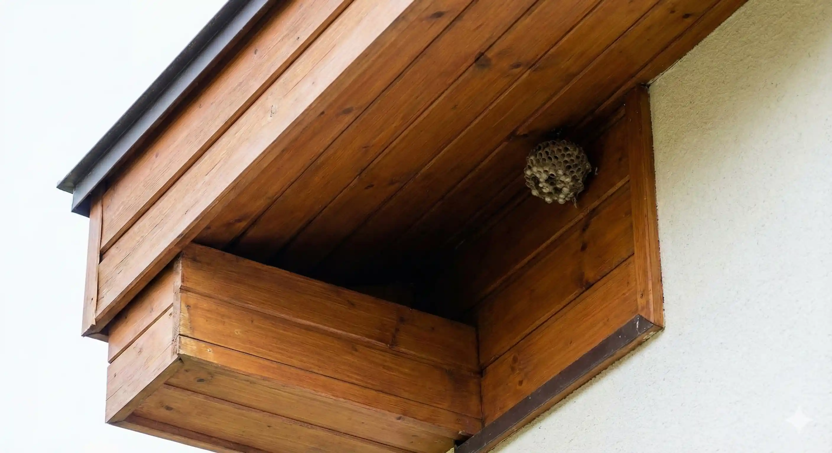 Protected eave and soffit area providing sheltered hornet nesting location