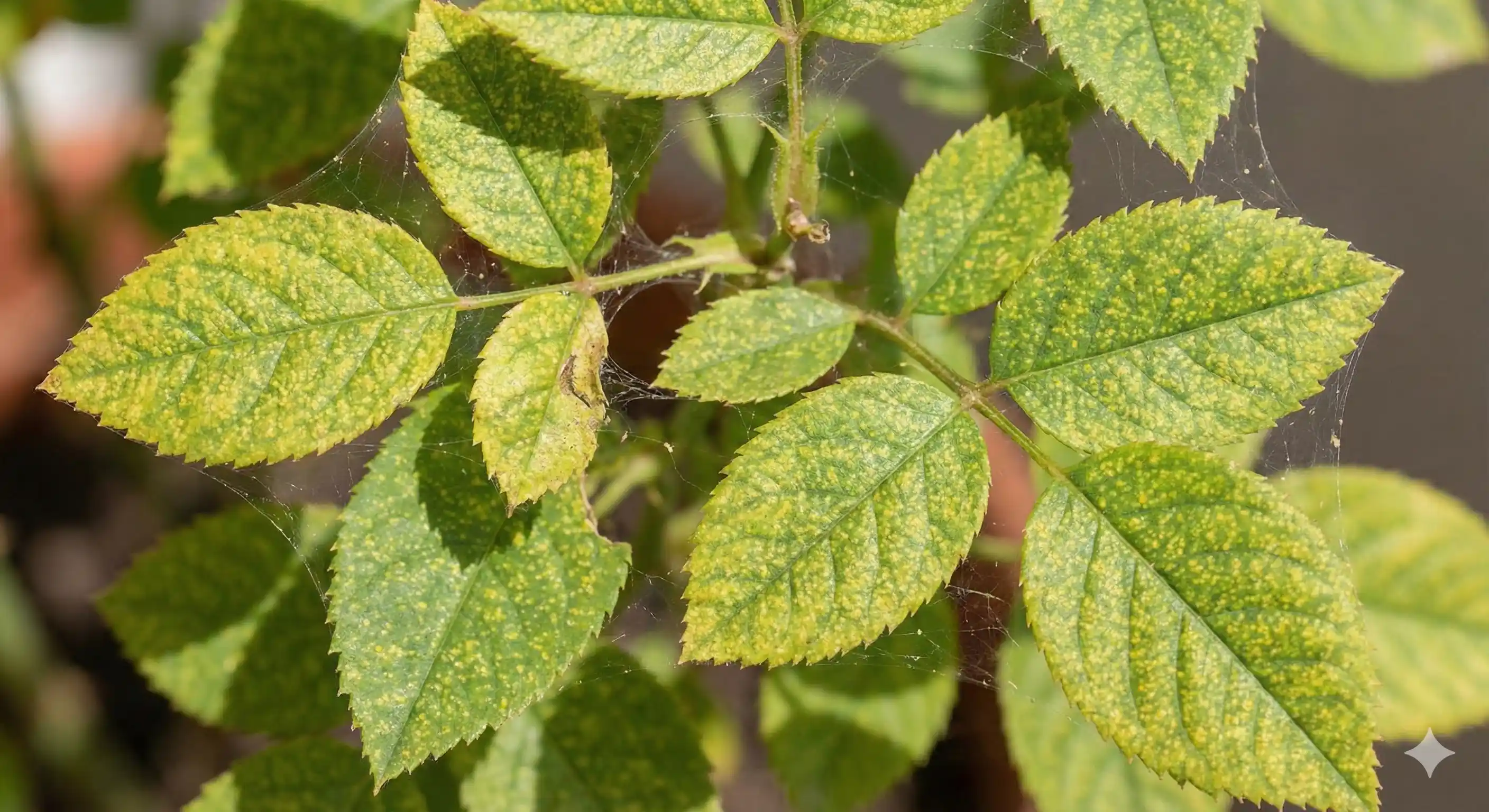 Plant showing spider mite damage with webbing on leaves