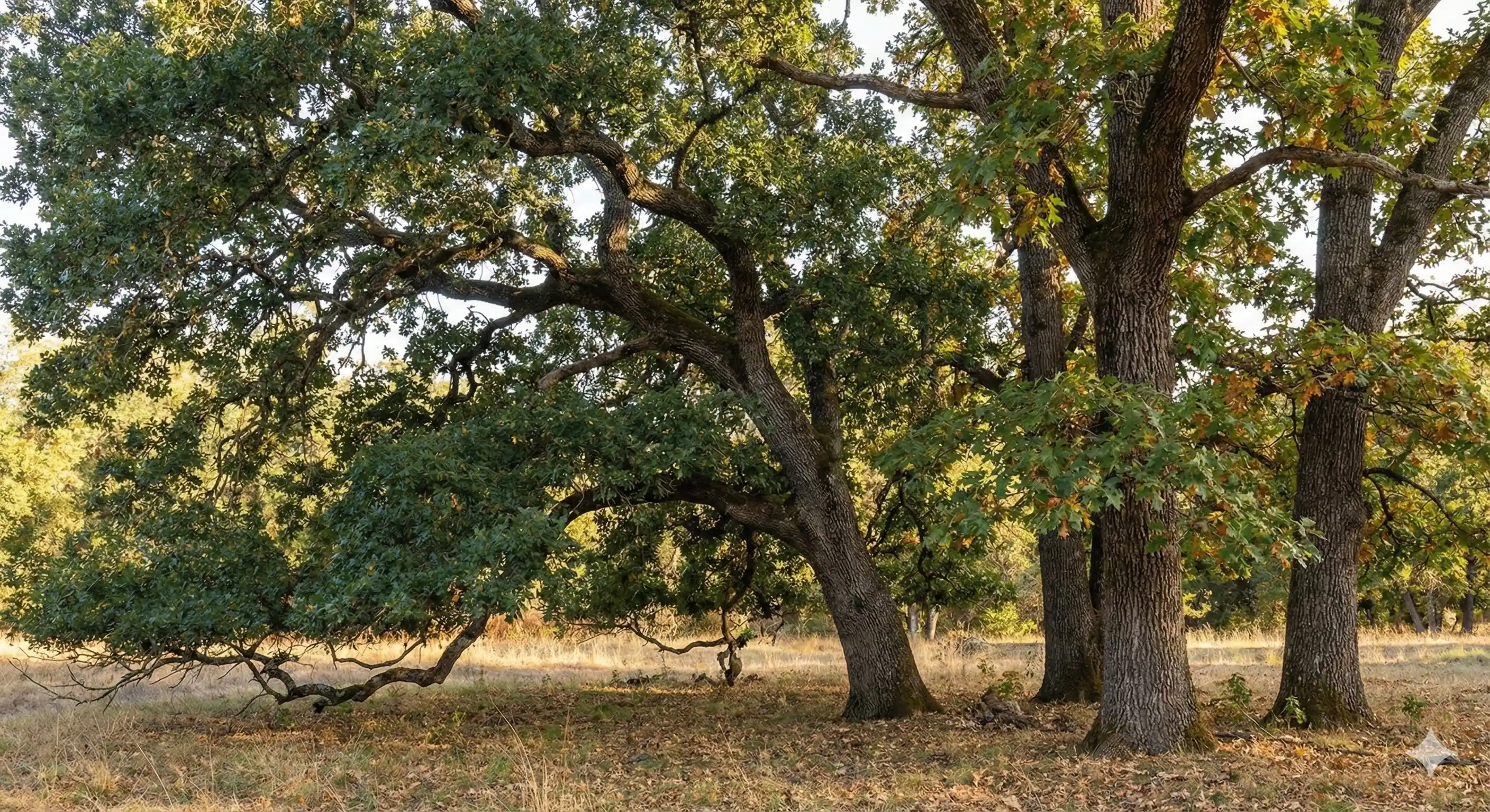 Mature oak trees susceptible to oakworm infestation