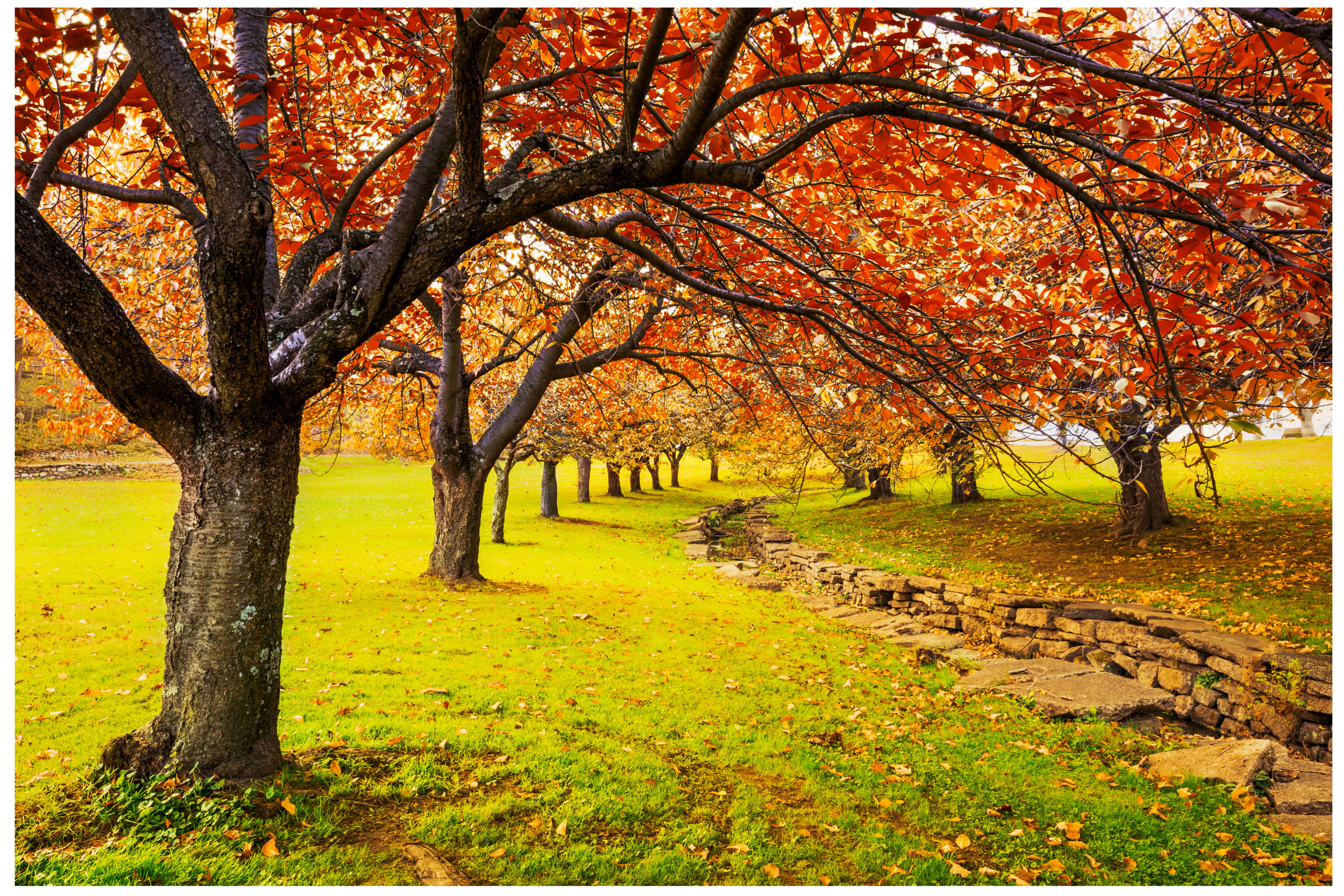 Fall weather conditions driving stink bugs to seek shelter in homes