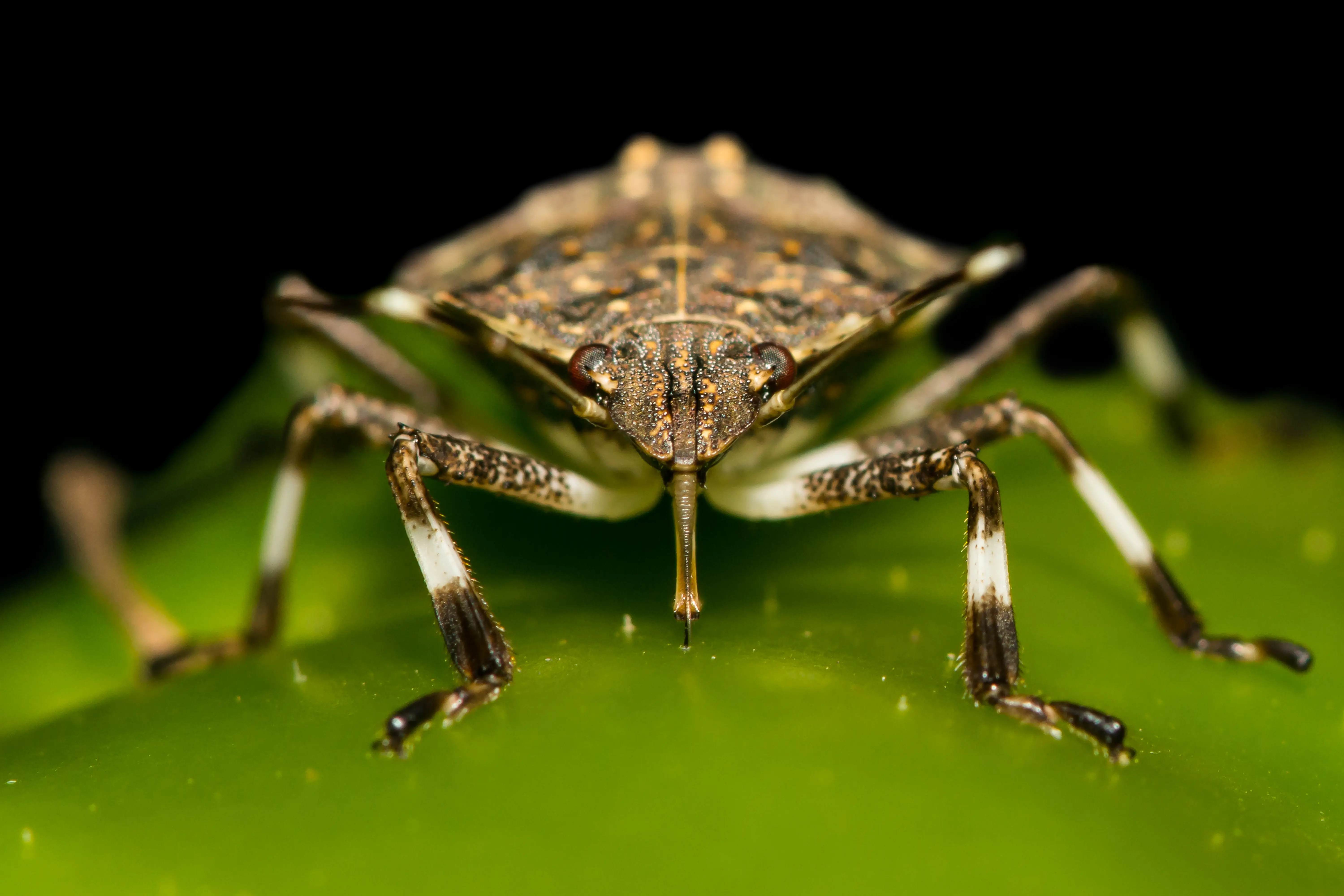 Fruit or vegetable showing stink bug feeding damage