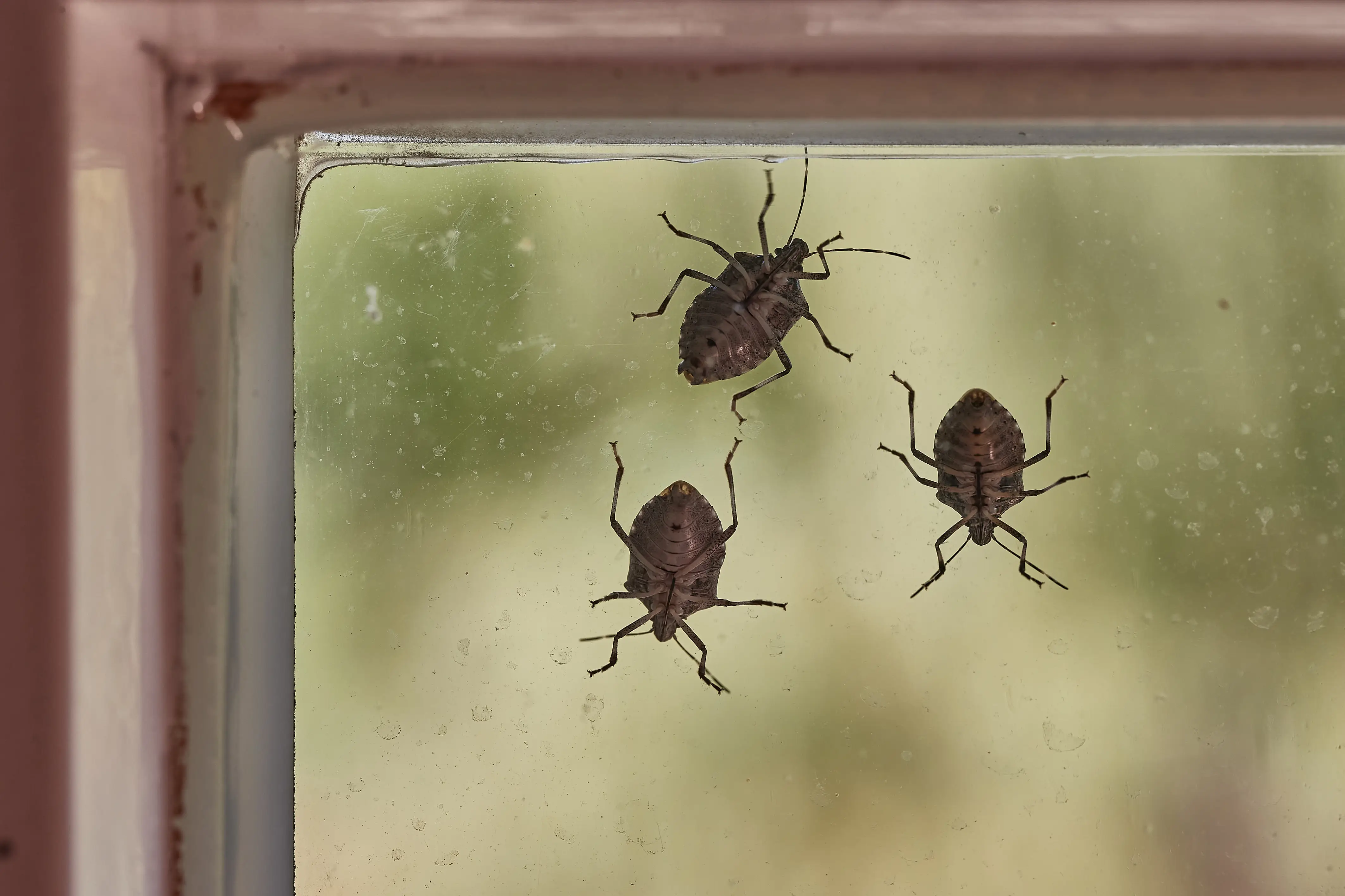 Technician treating cracks and crevices where stink bugs hide and enter