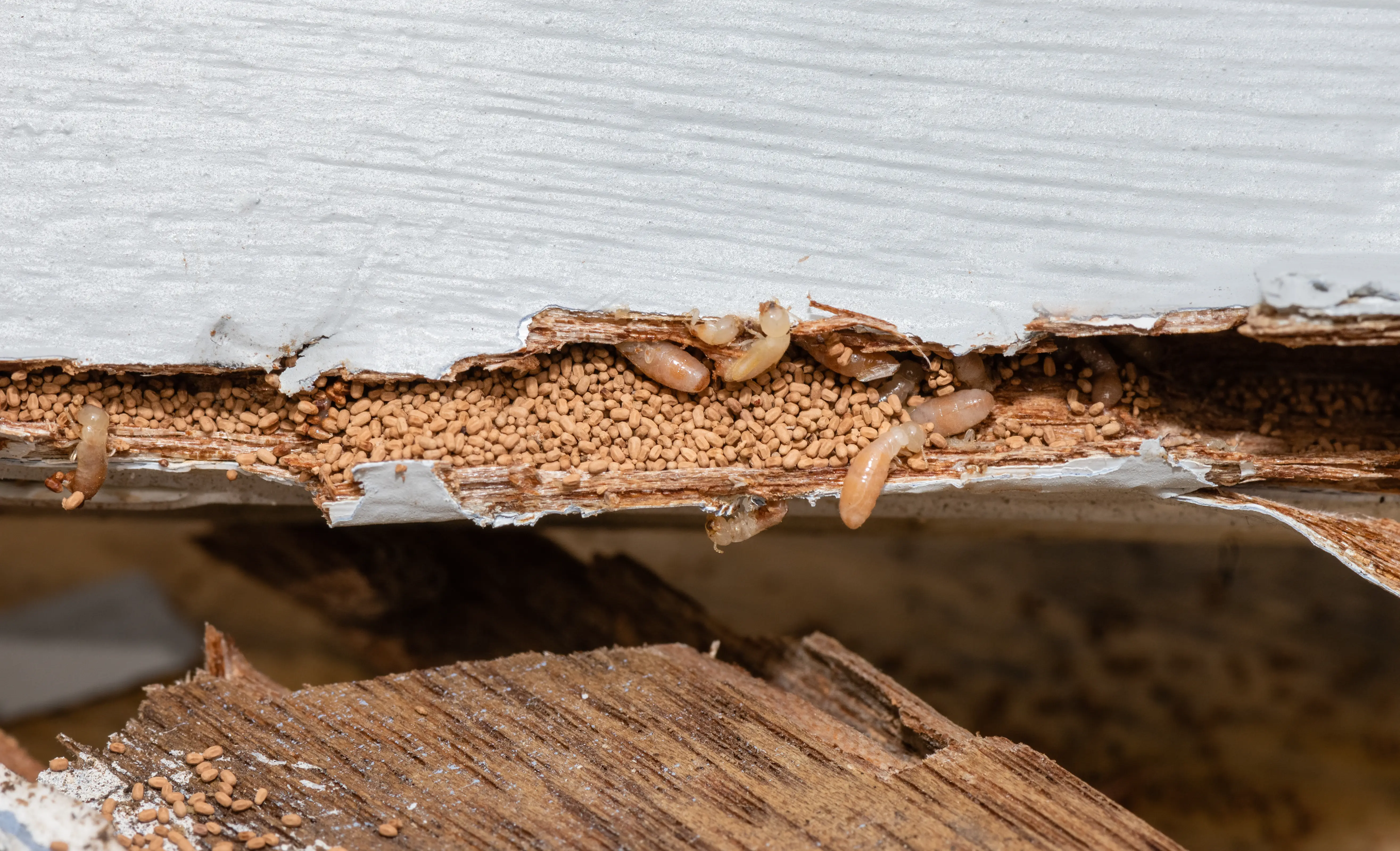 Termite galleries showing mud and soil packed inside damaged wood