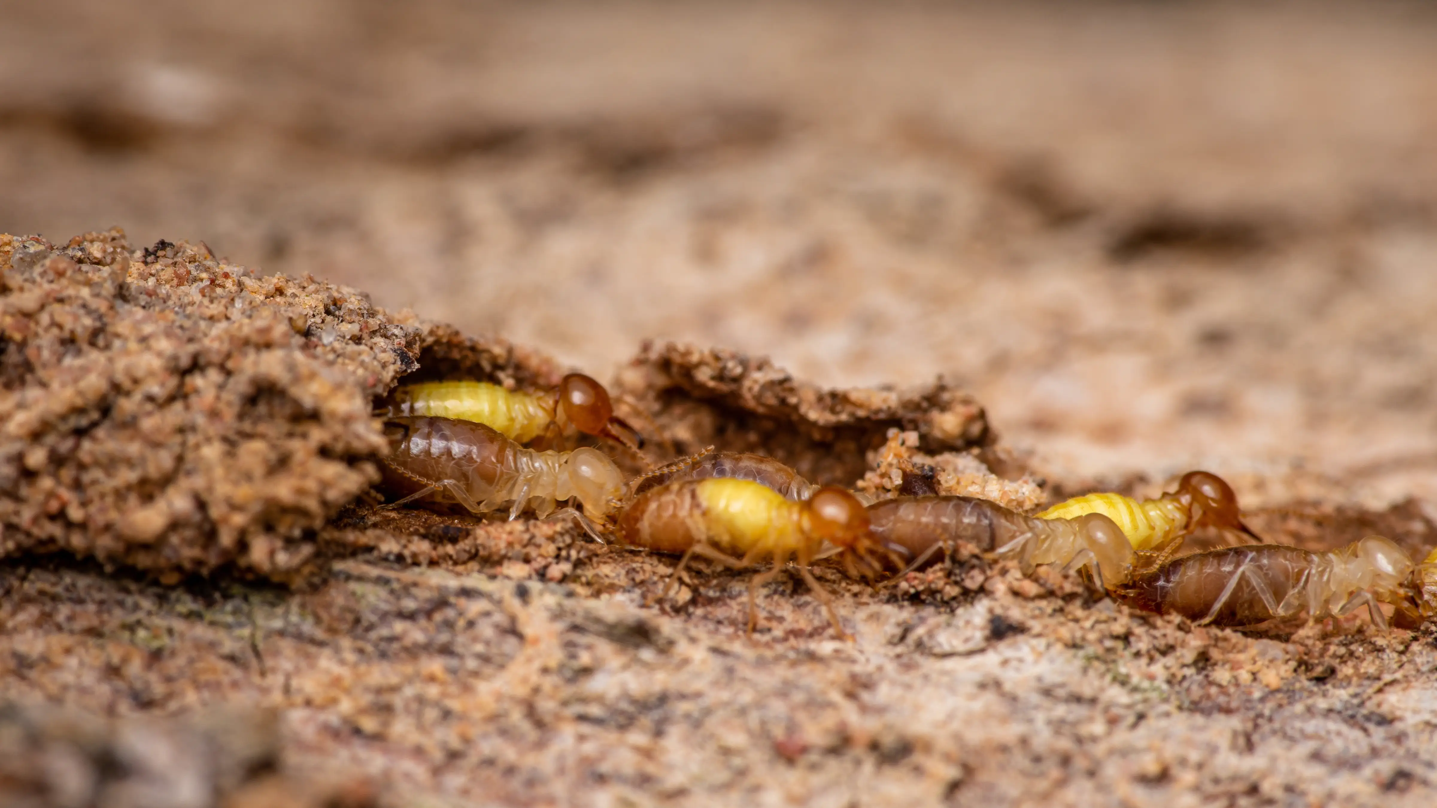 Mud tubes on foundation wall indicating subterranean termite activity