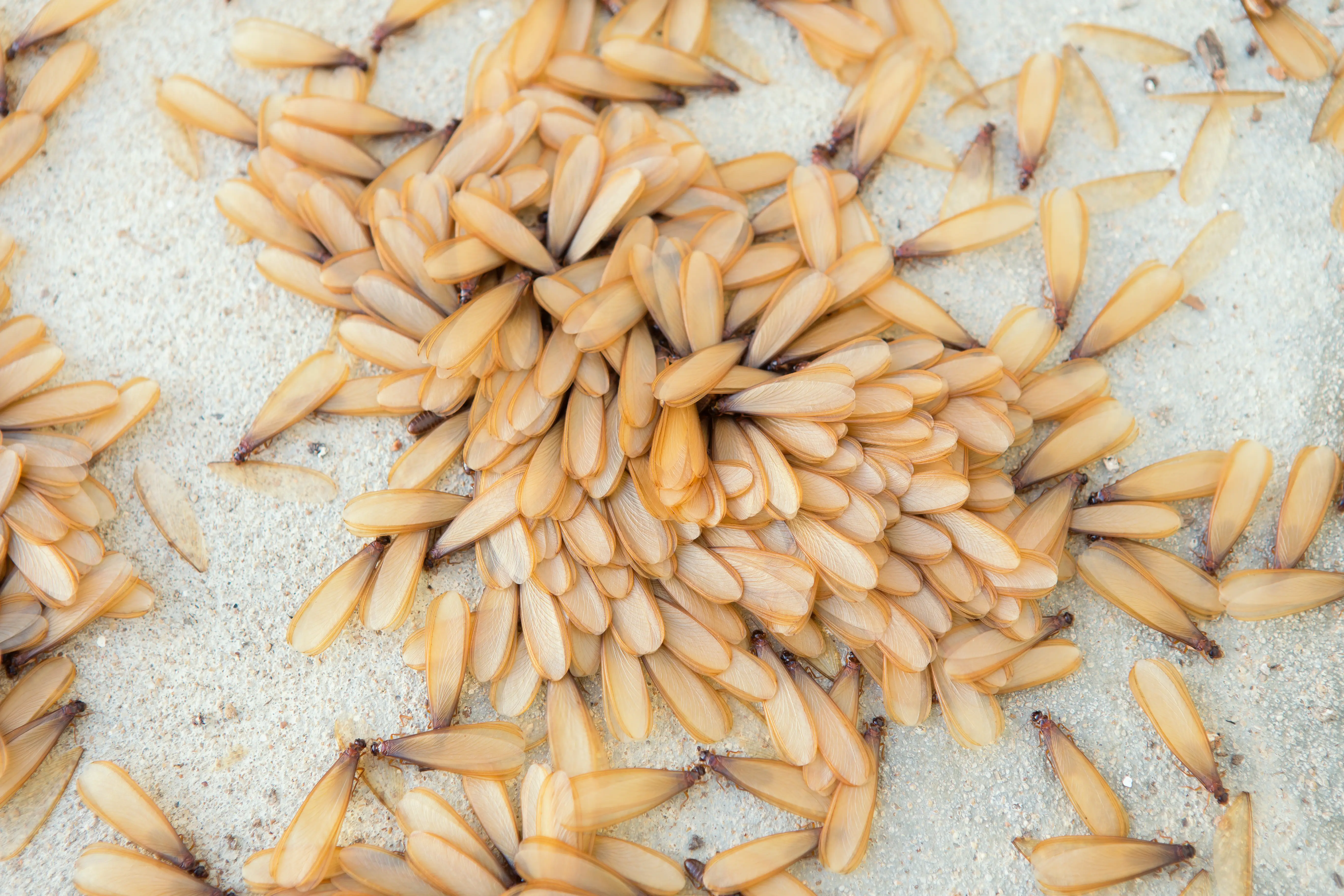 Discarded termite wings near window indicating swarm activity