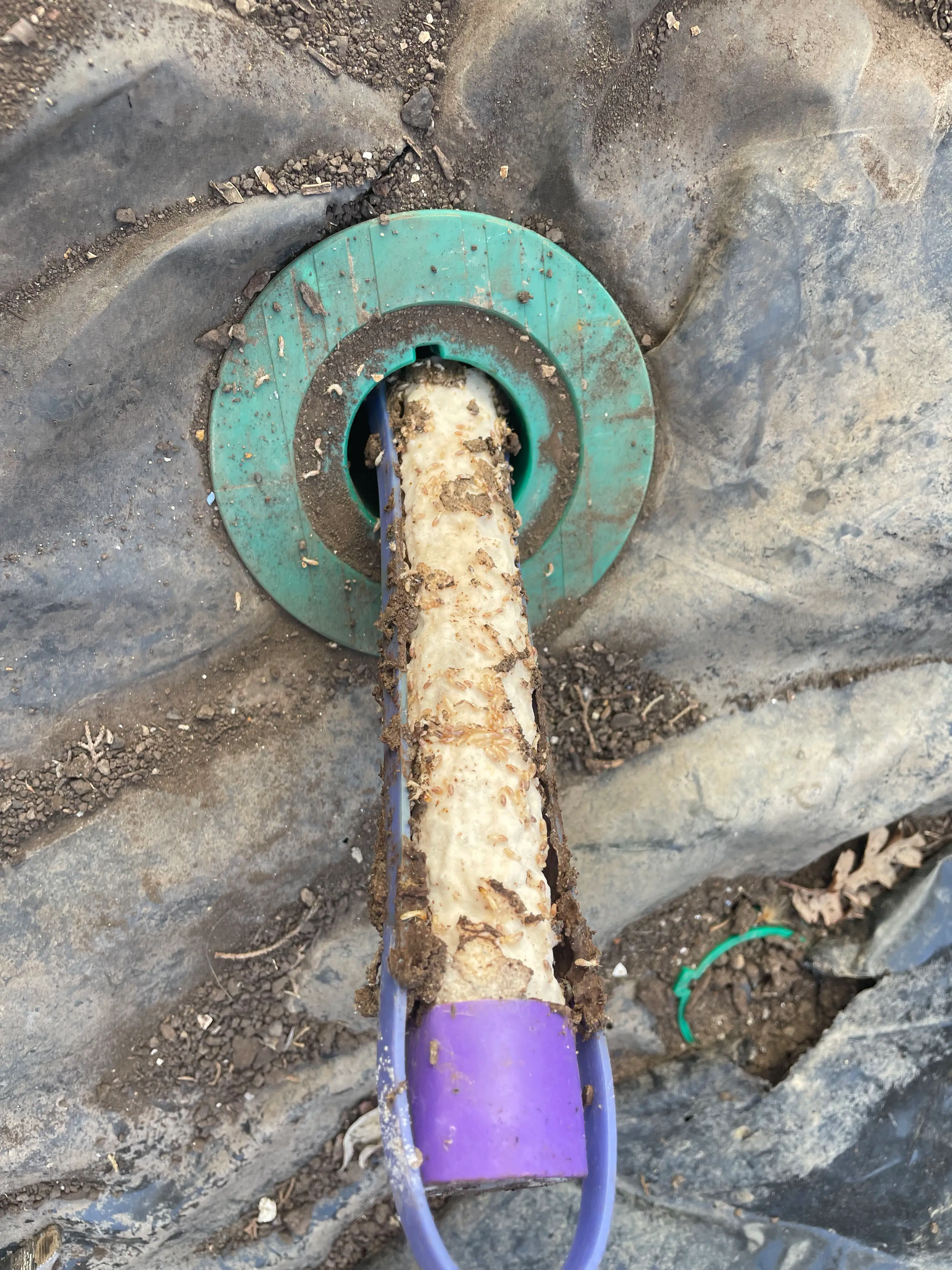 Installing in-ground termite baiting station around property perimeter