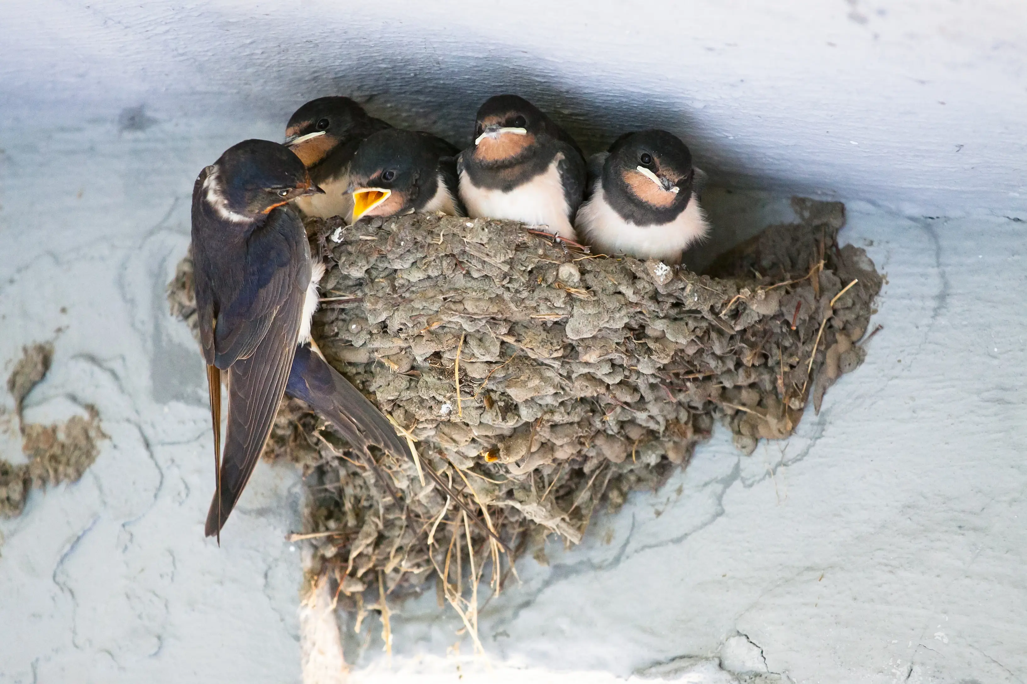 Swallow mud nests attached to building exterior wall