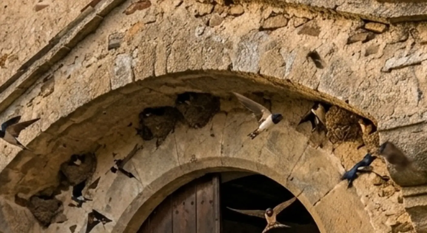 Mud splatters on wall from swallow nest construction