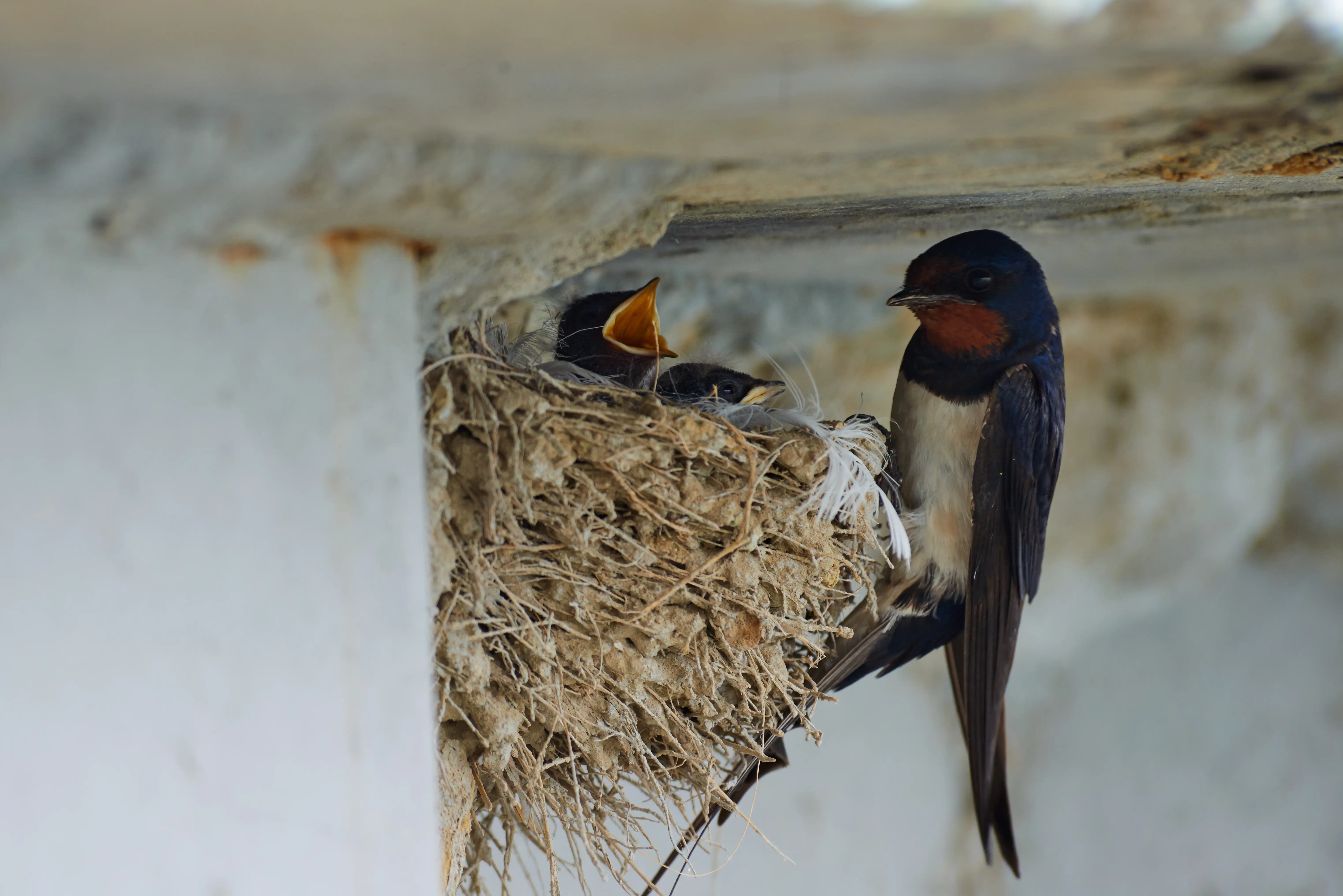 Swallows nesting under sheltered building overhang