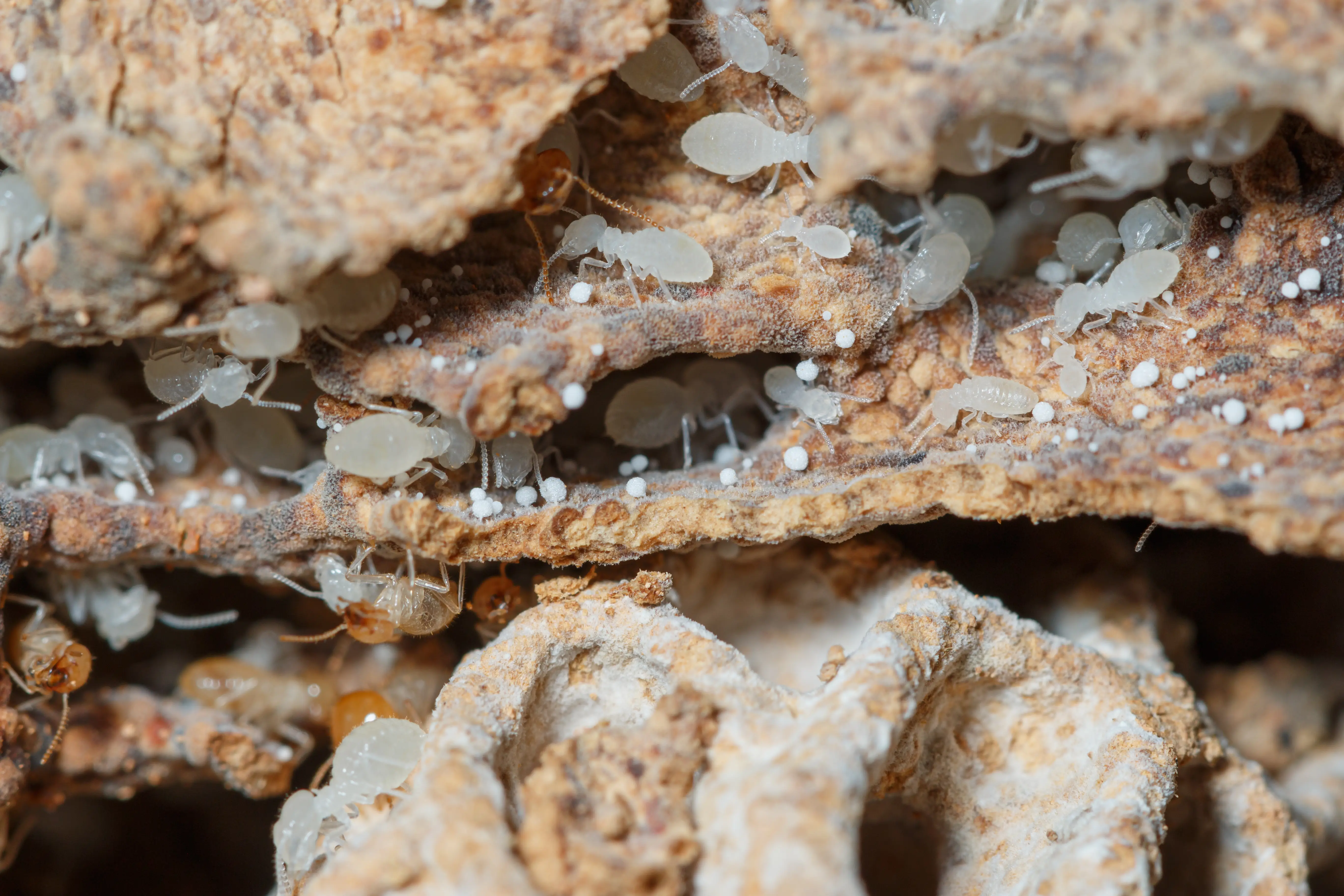 Close-up of wood showing termite damage galleries