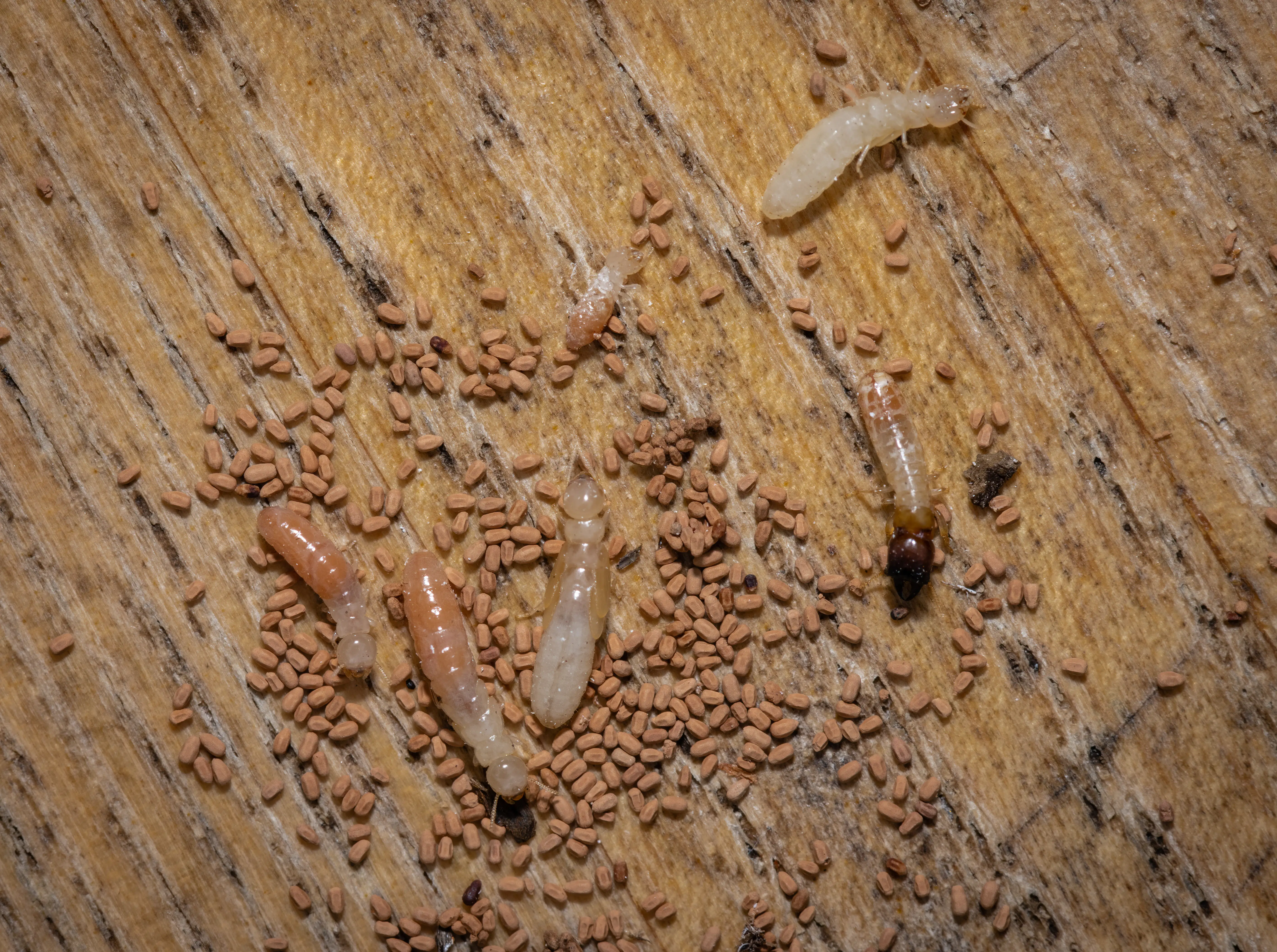 Termite frass droppings near baseboard